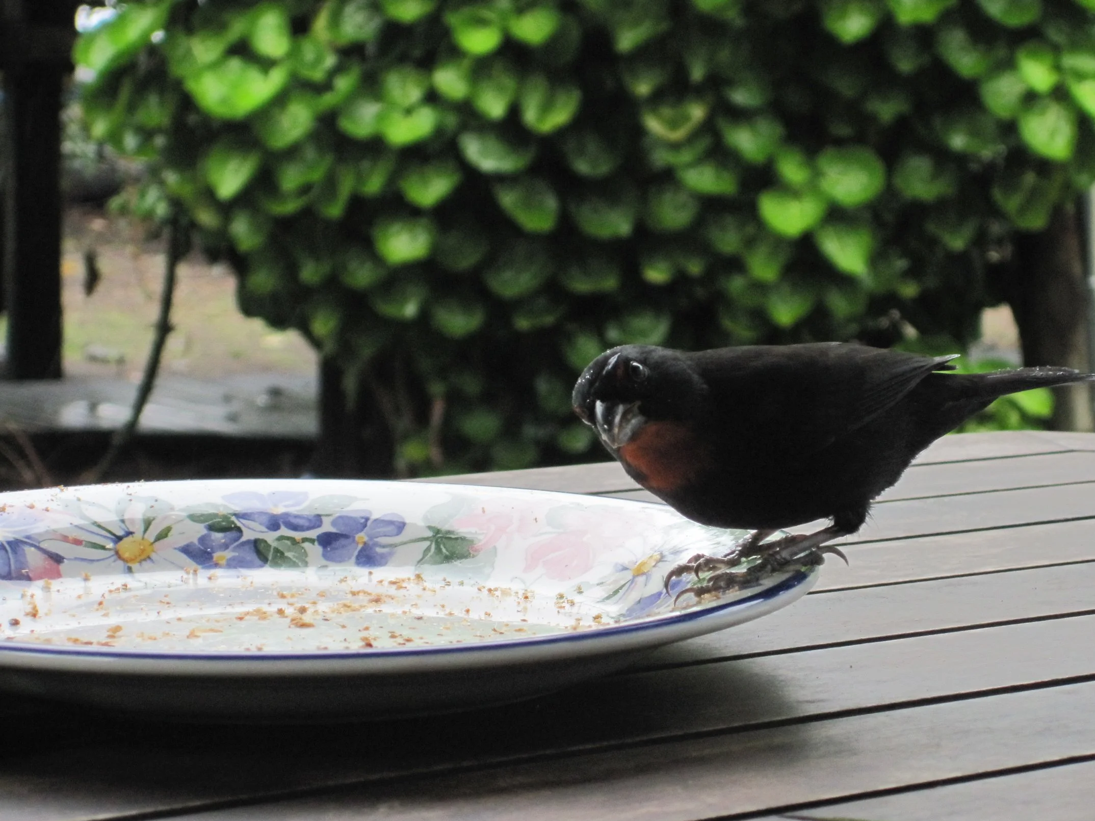 Ein dunkler Vogel steht am Rand eines geblümten Frühstückstellers mit Brotkrümeln.