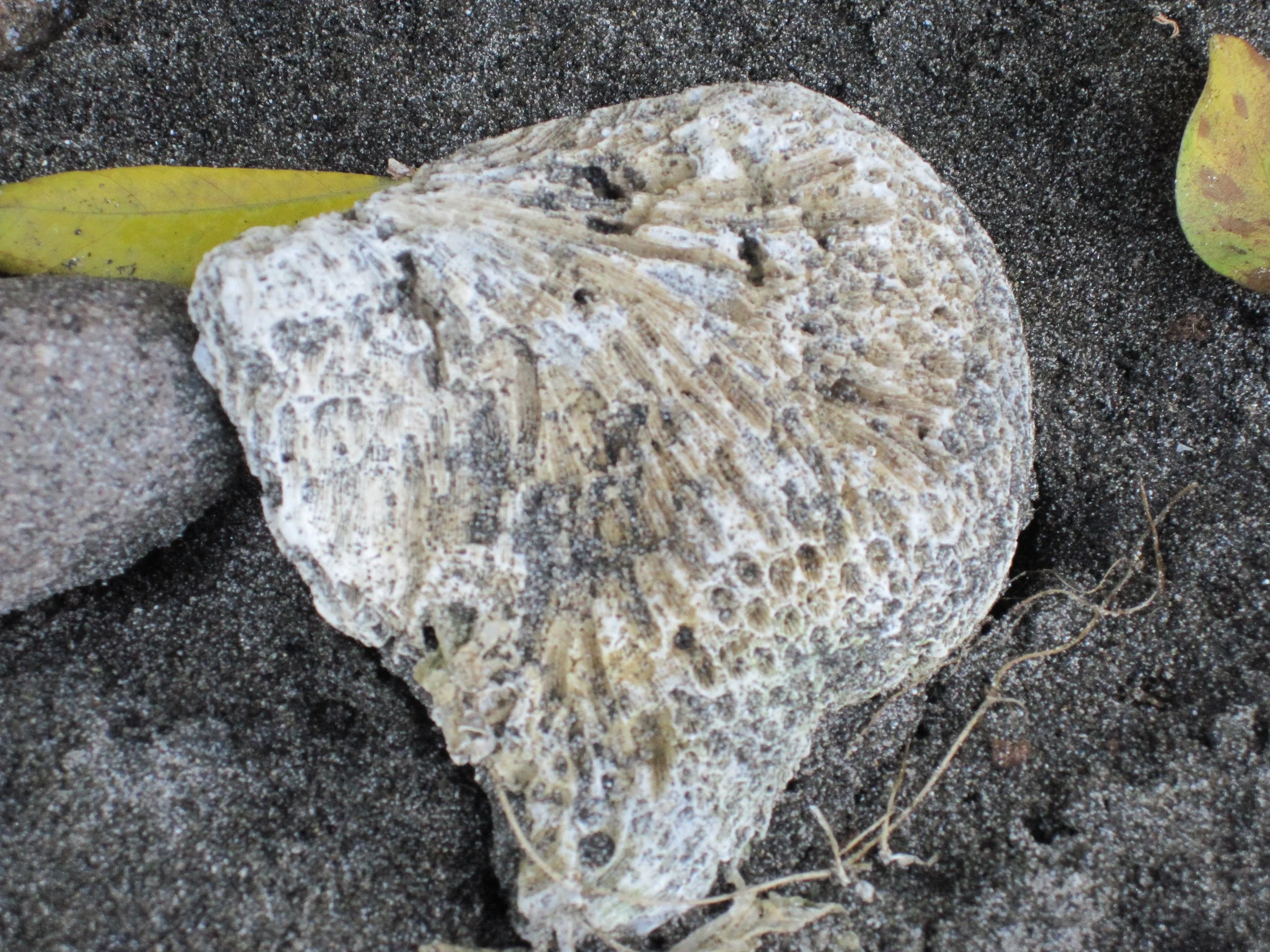 Nahaufnahme einer verwitterten Muschelschale auf dunklem Sand mit gelben Blättern