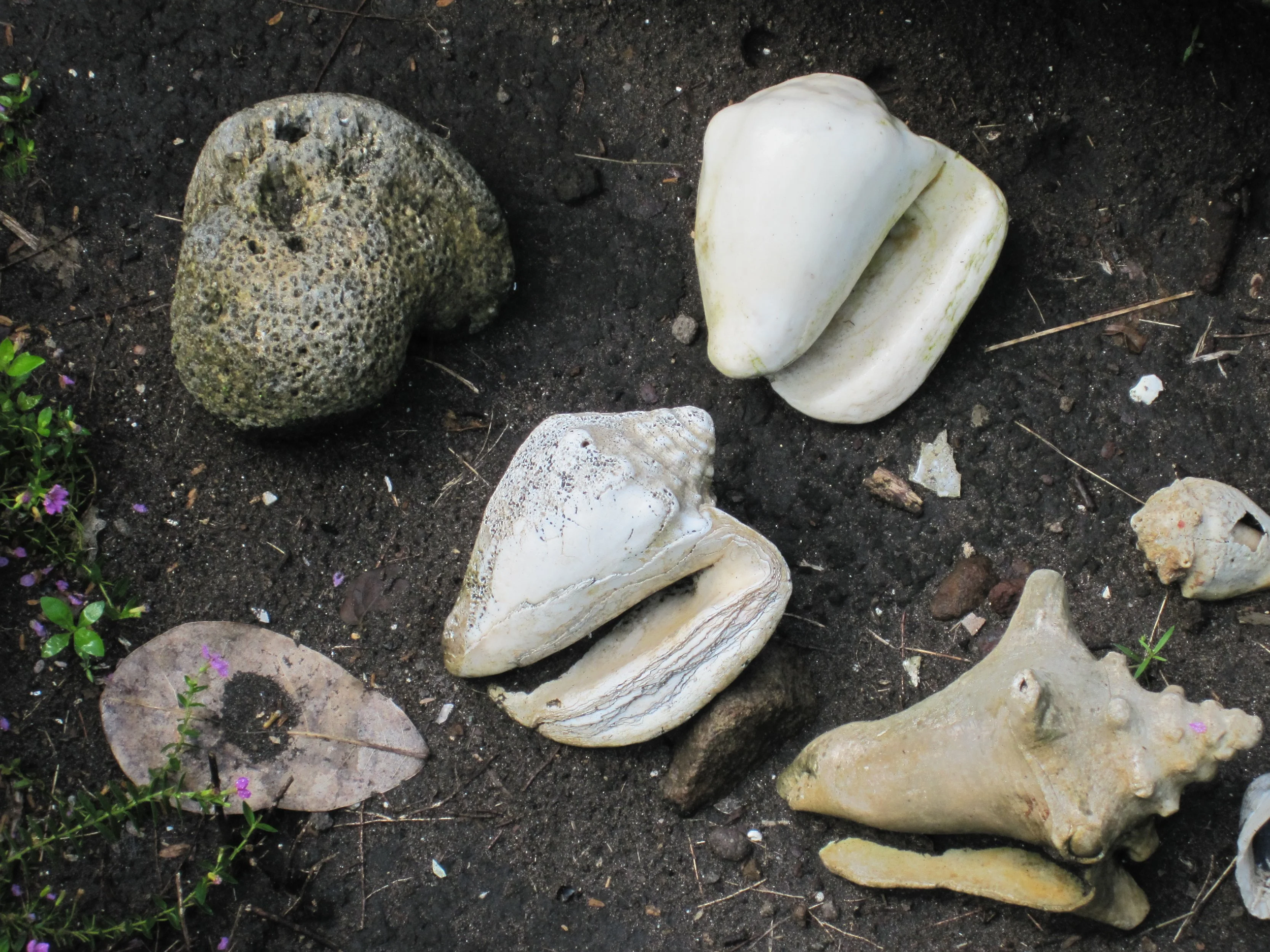 Verschiedene Muscheln und Fossilien auf dunkler Erde neben kleinen violetten Blumen