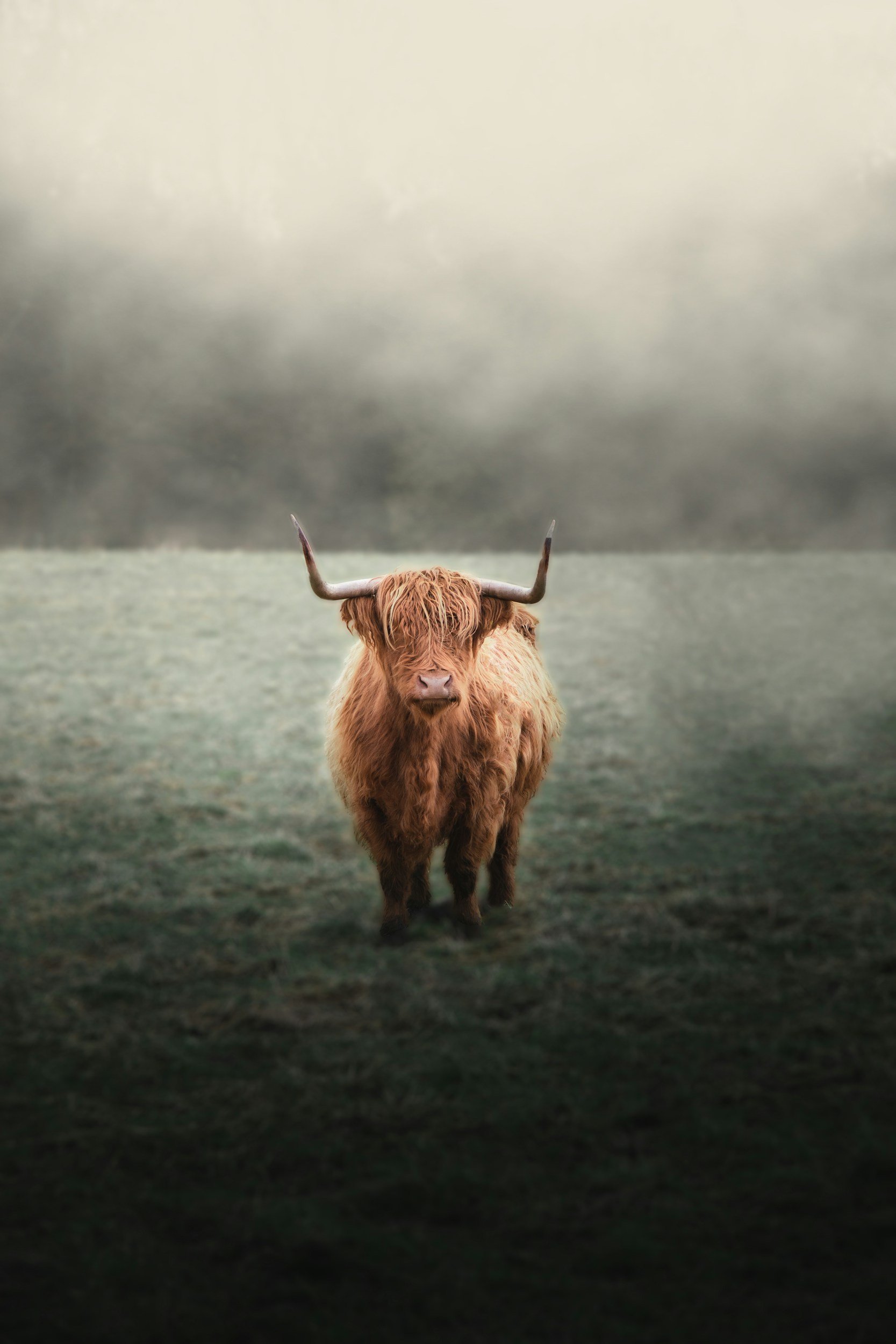 Highland Cow Experience WA