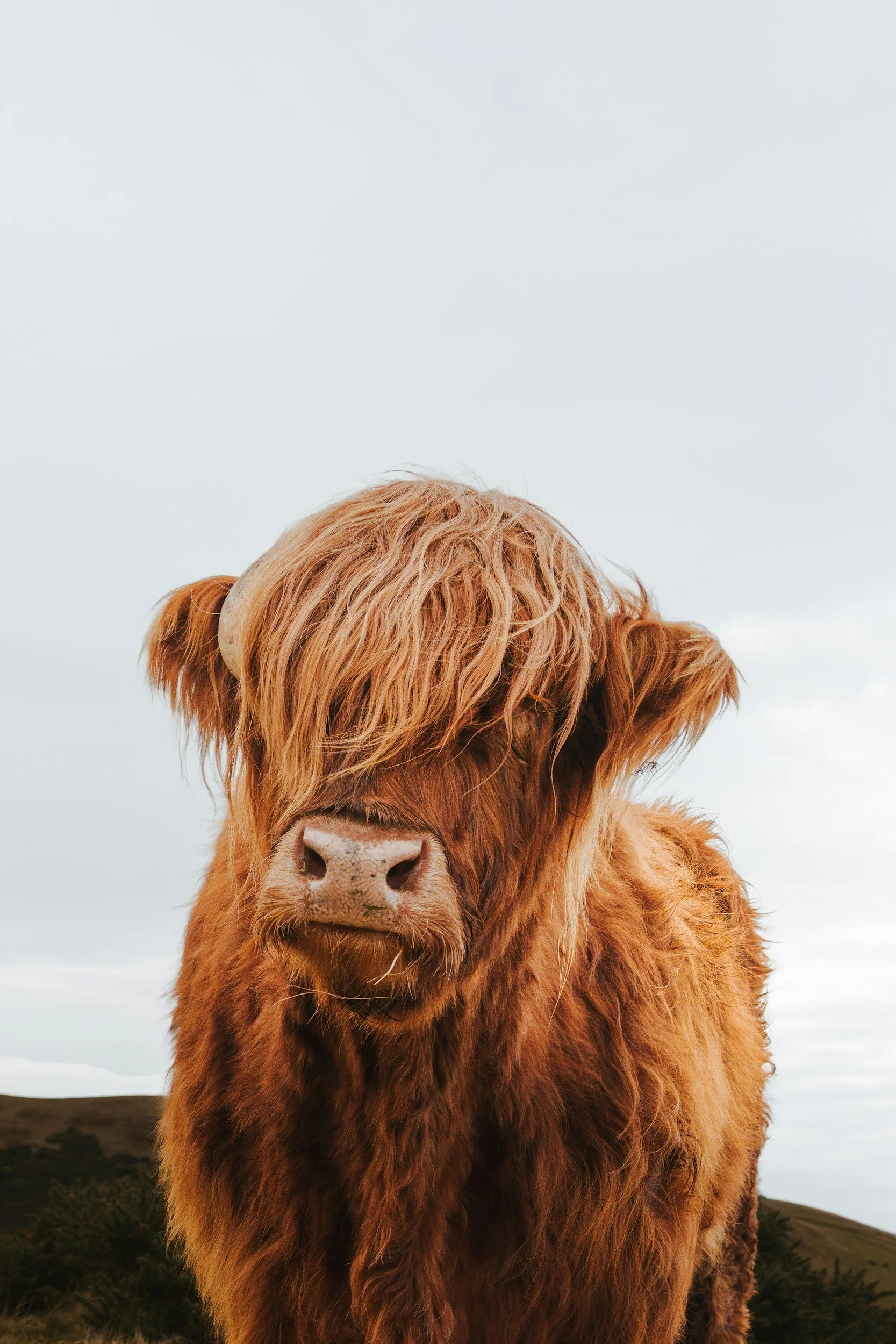 Farm Stay Highlands Cow WA