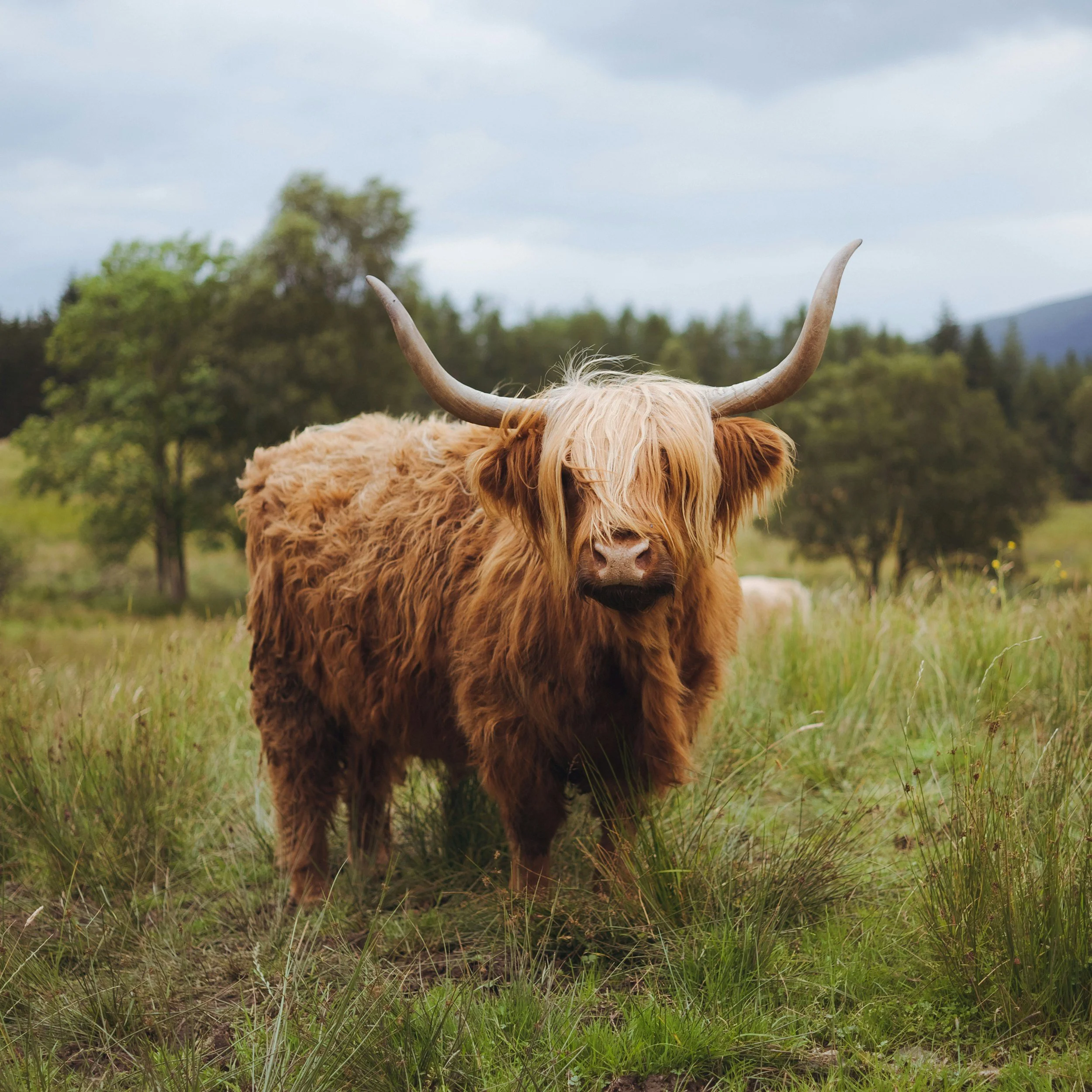Farm Stay Highlands Cow WA