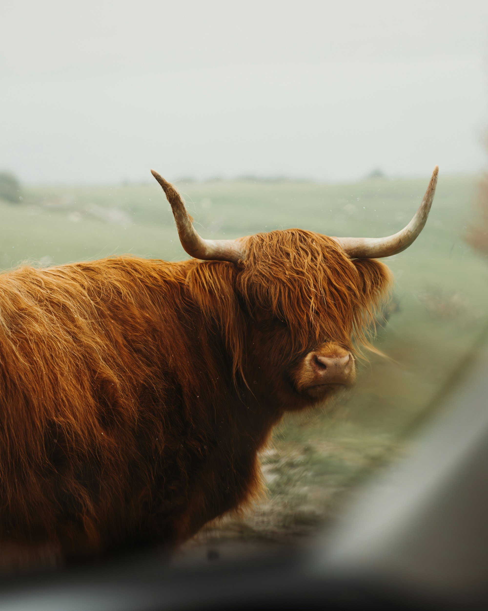 Farm Stay Highlands Cow WA