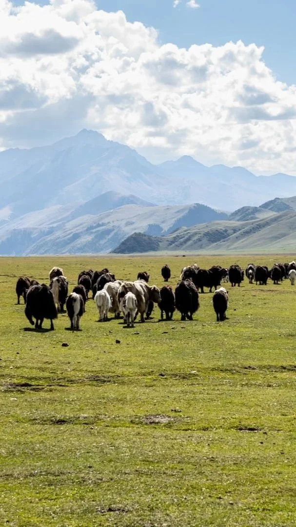 Cows grazing on a grassy plain with mountain ranges and a partly cloudy sky in the background.