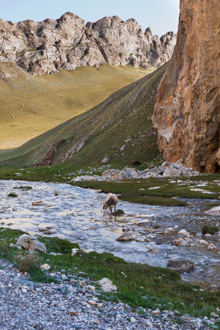 KYRGYSNOMADSS84.jpg