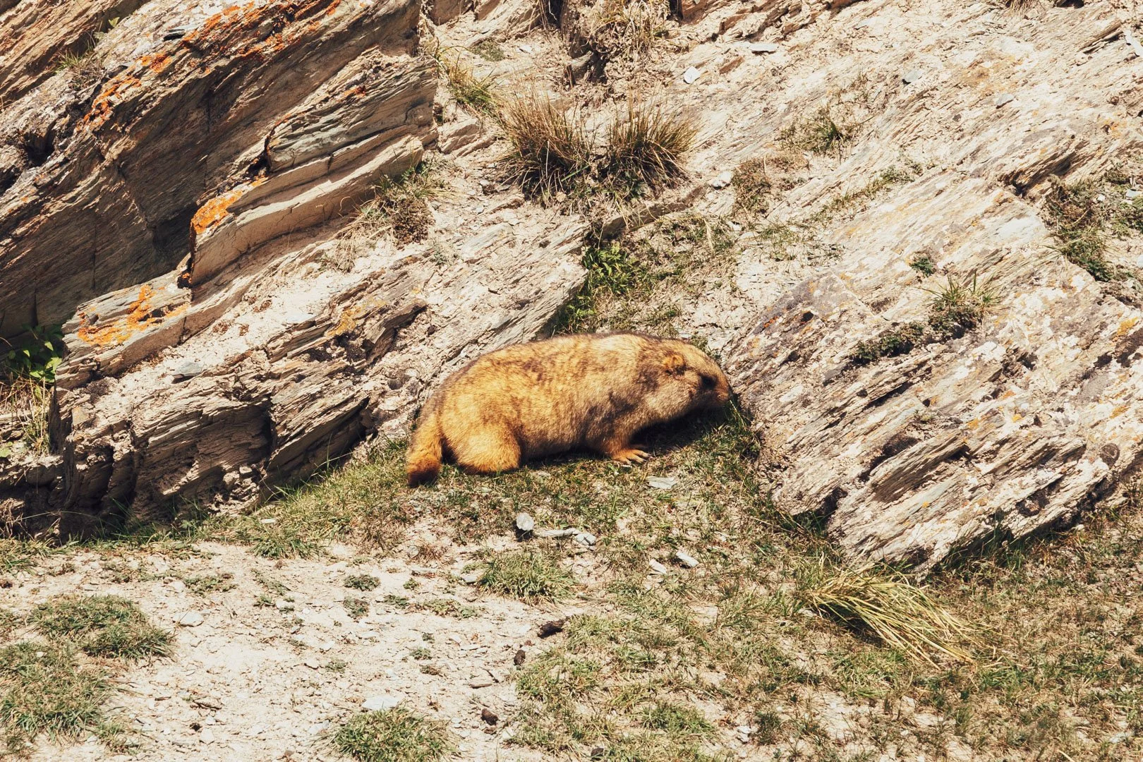 A brown marmot resting on the ground next to rocky terrain with patches of grass and small plants.