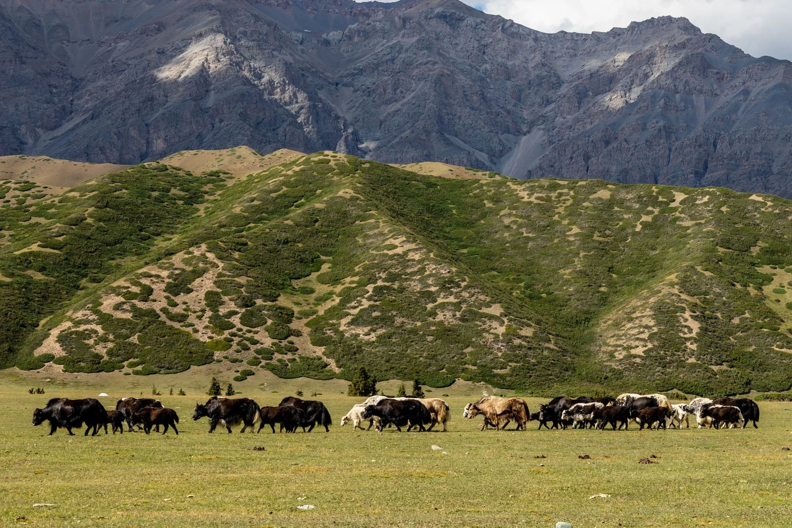Herd of cows grazing on grass field with green hills and mountains in the background.