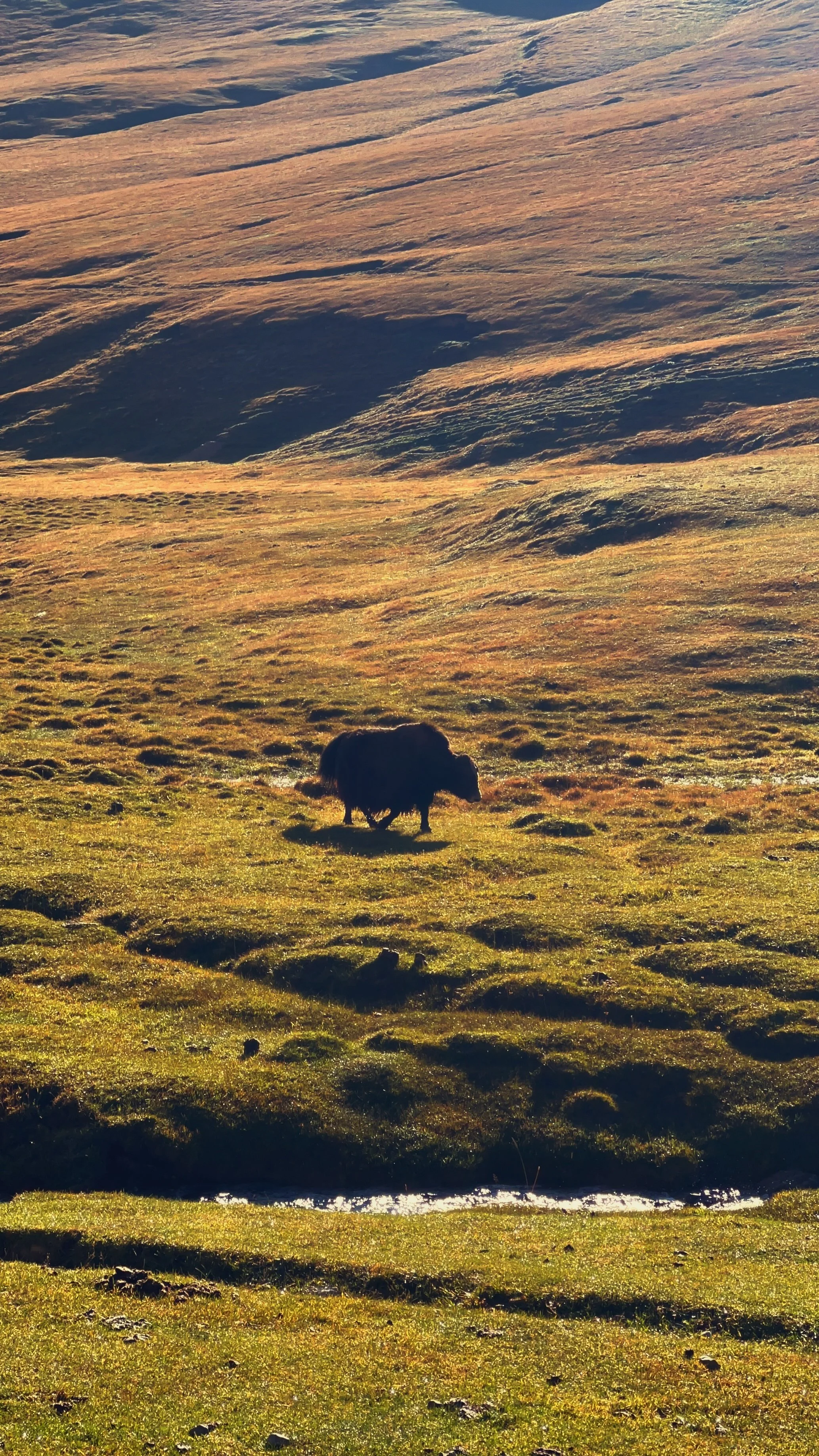 A lone yak standing on a grassy slope with rolling hills in the background, under a partly cloudy sky.