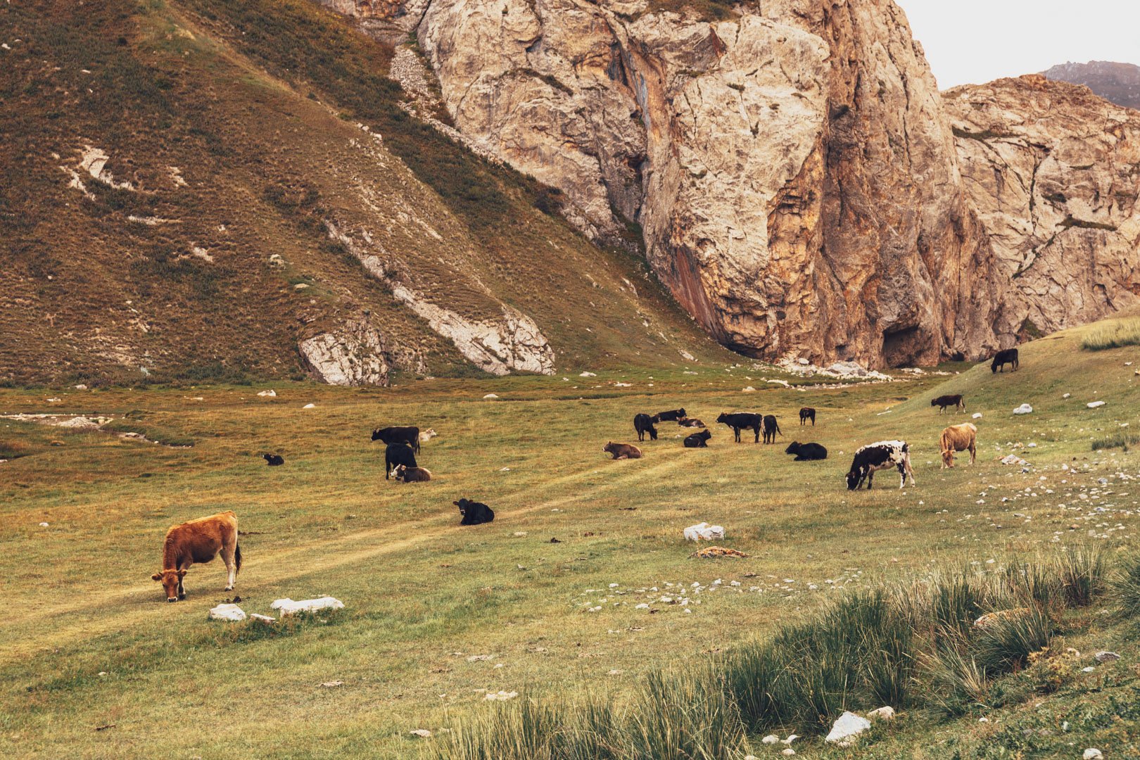 Grazing cows scattered across a grassy field with large rocks and mountain cliffs in the background.