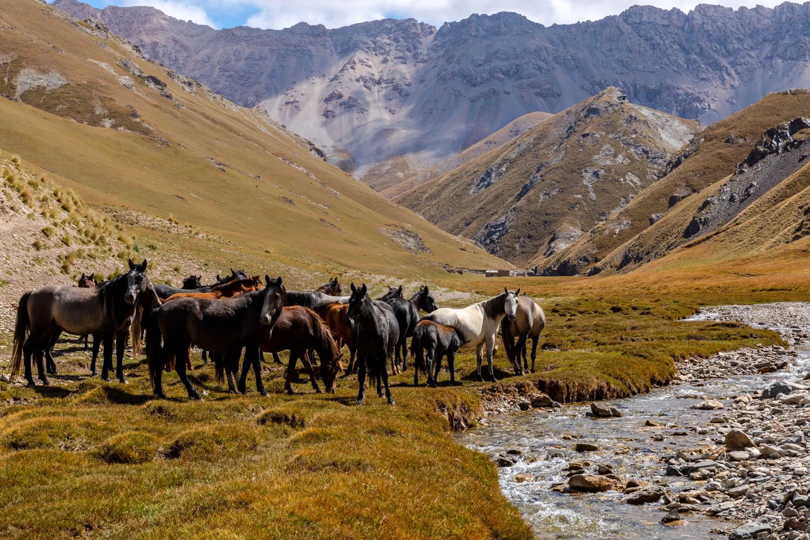 A herd of horses grazing and standing near a small stream in a mountainous landscape with rolling hills and rocky mountains in the background.