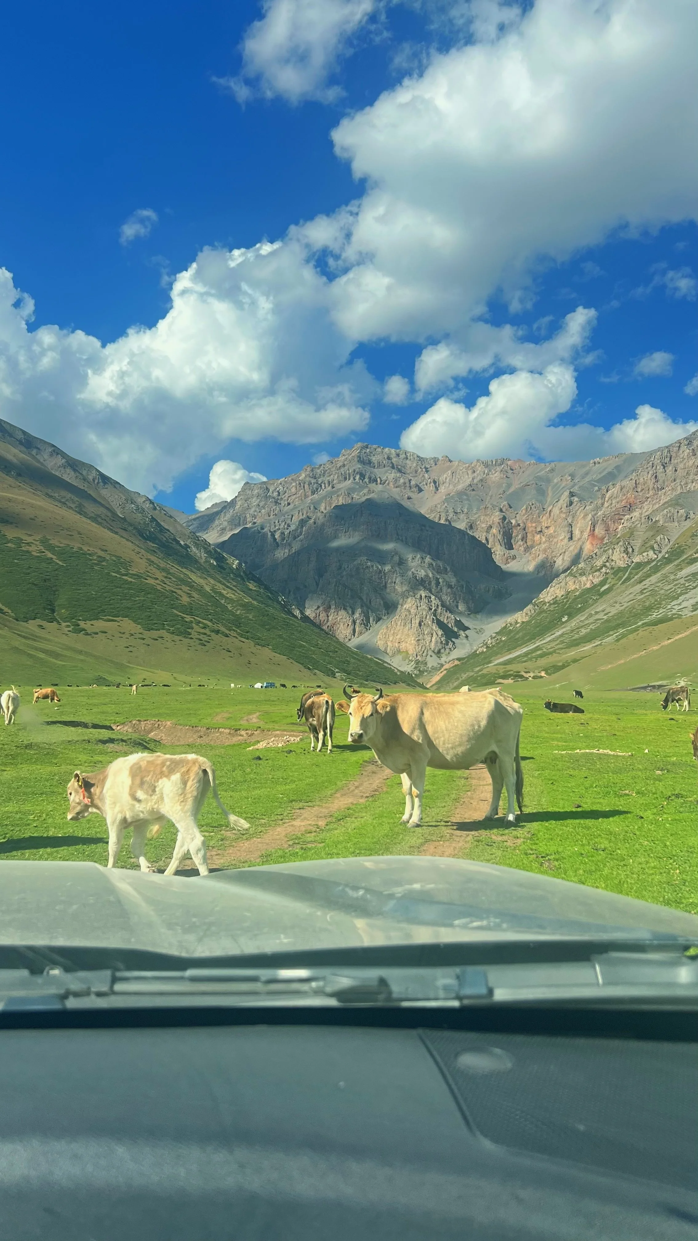 A field of cows grazing with mountains and a blue sky with clouds in the background, viewed from inside a vehicle.