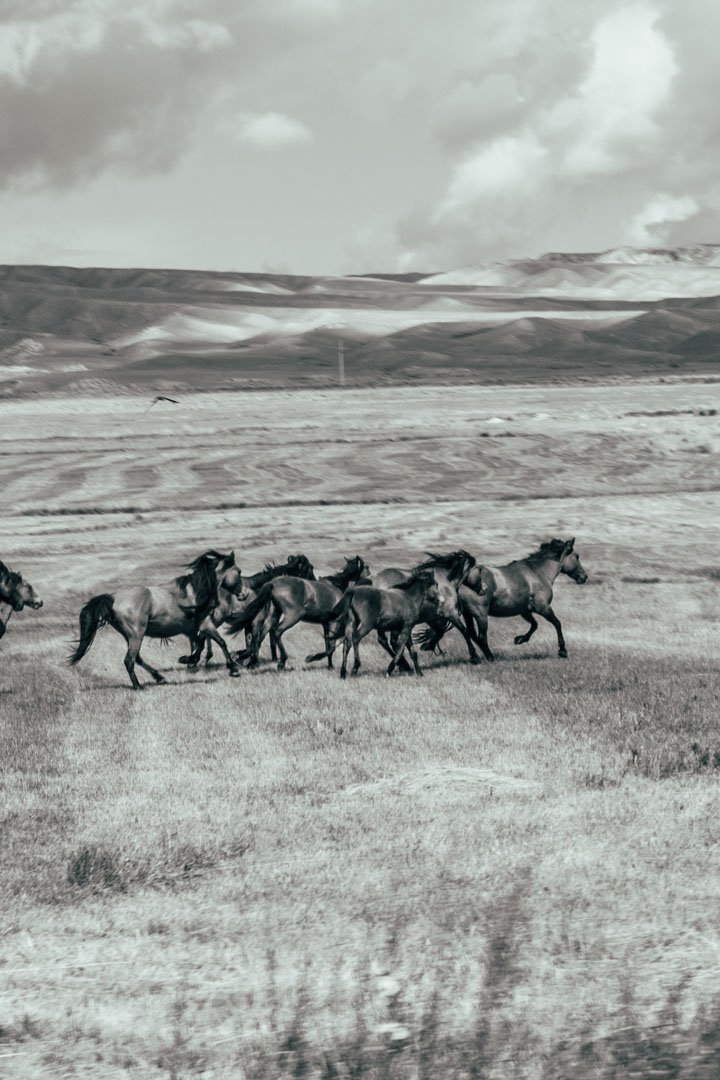 KYRGYSNOMADSS63.jpg