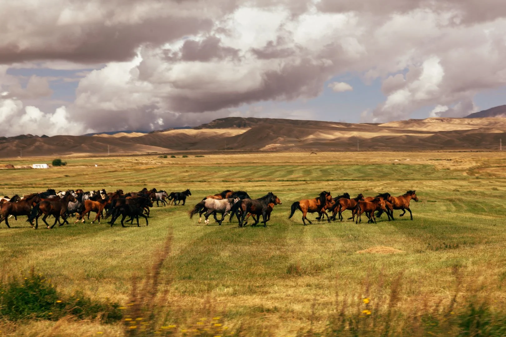 A herd of wild horses running across a grassy plain with mountains and a cloudy sky in the background.
