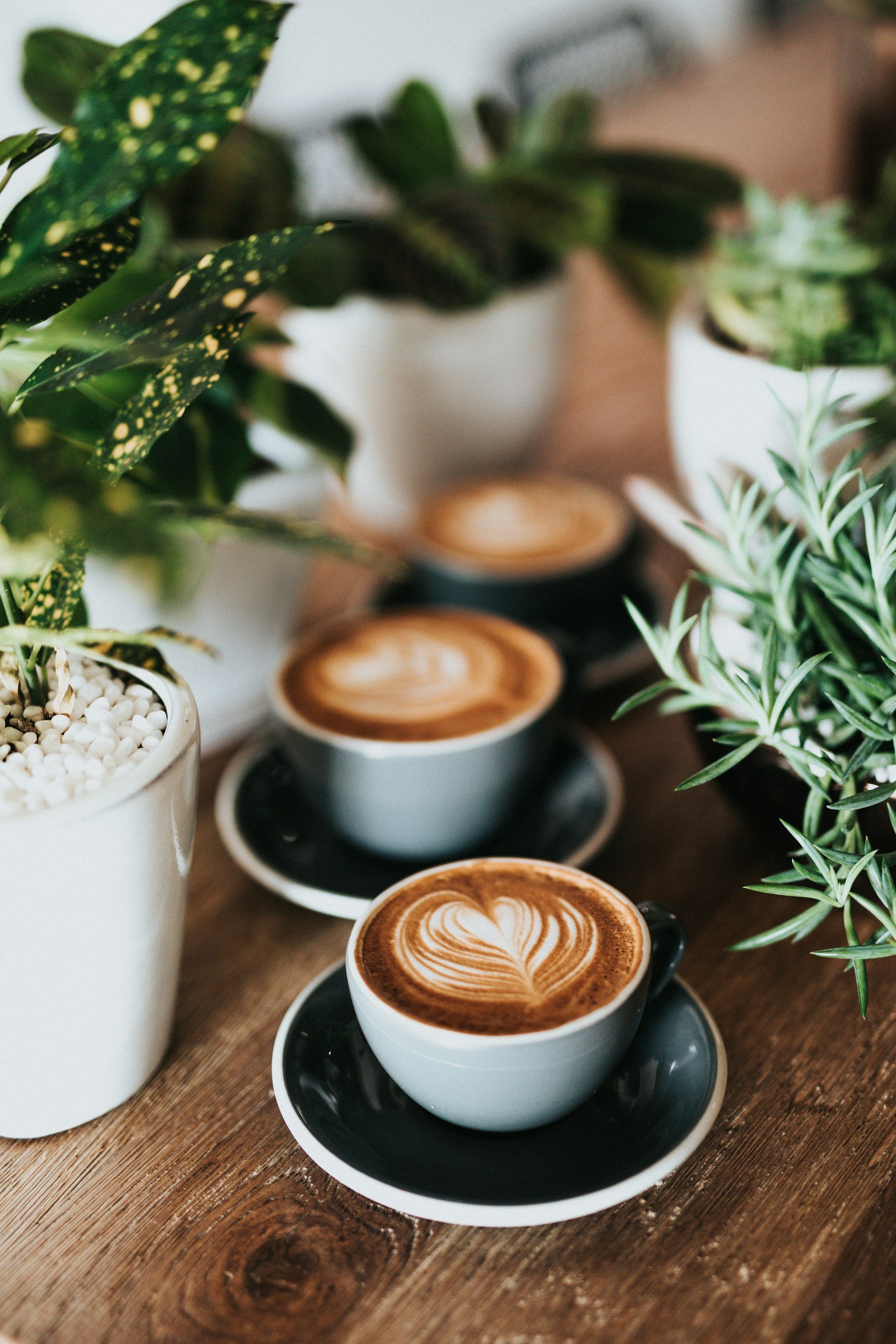 A row of three black coffee cups with latte art, placed on matching black saucers on a wooden table. There are various potted plants surrounding the cups, including a pot with white pebbles and leafy green plants with variegated leaves.