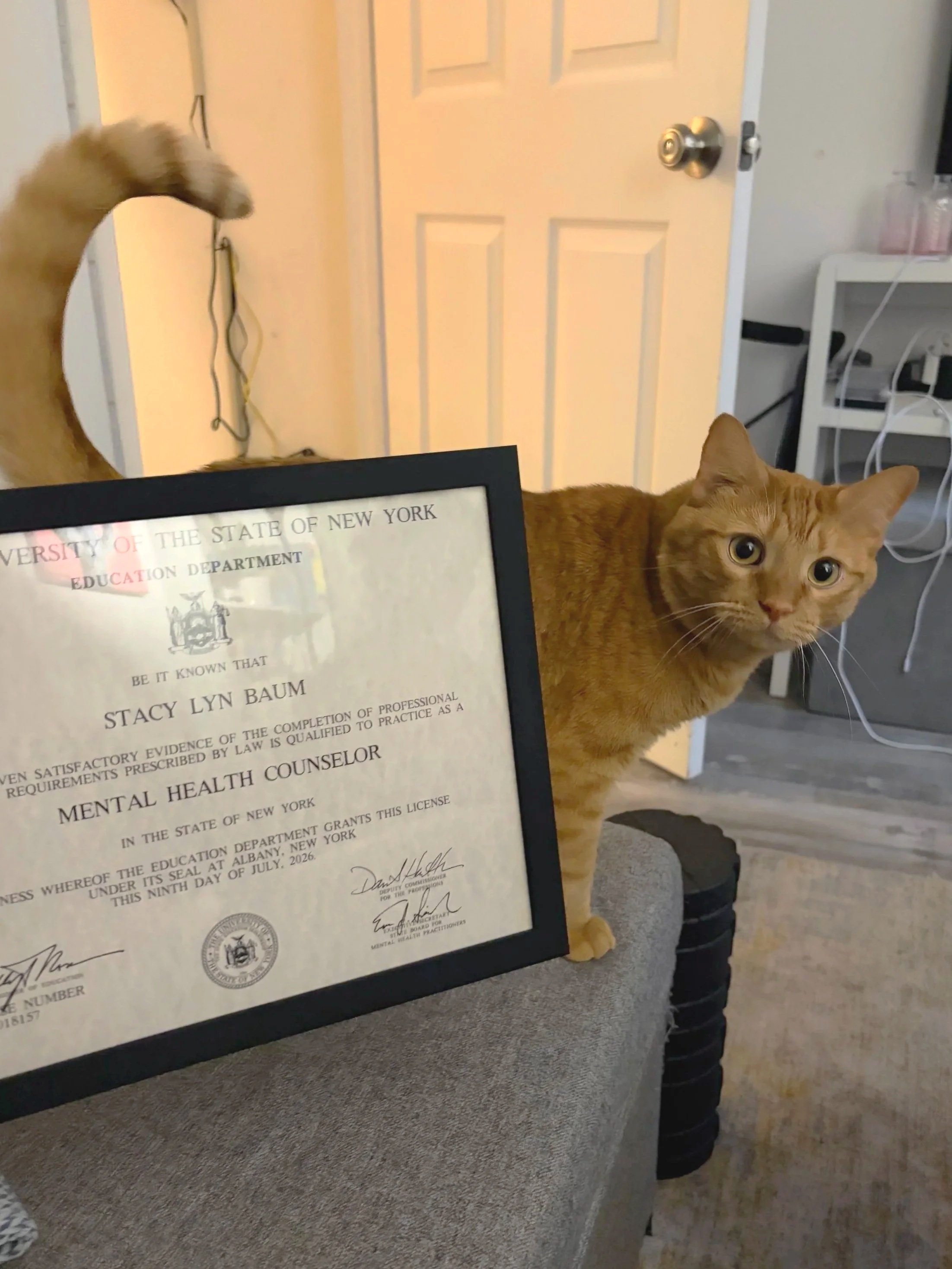 A framed certificate from the New York Education Department is held up in front of a ginger cat with large eyes, partially visible behind the certificate. The background includes a door, a desk with electronic devices, and a person with striped pants.