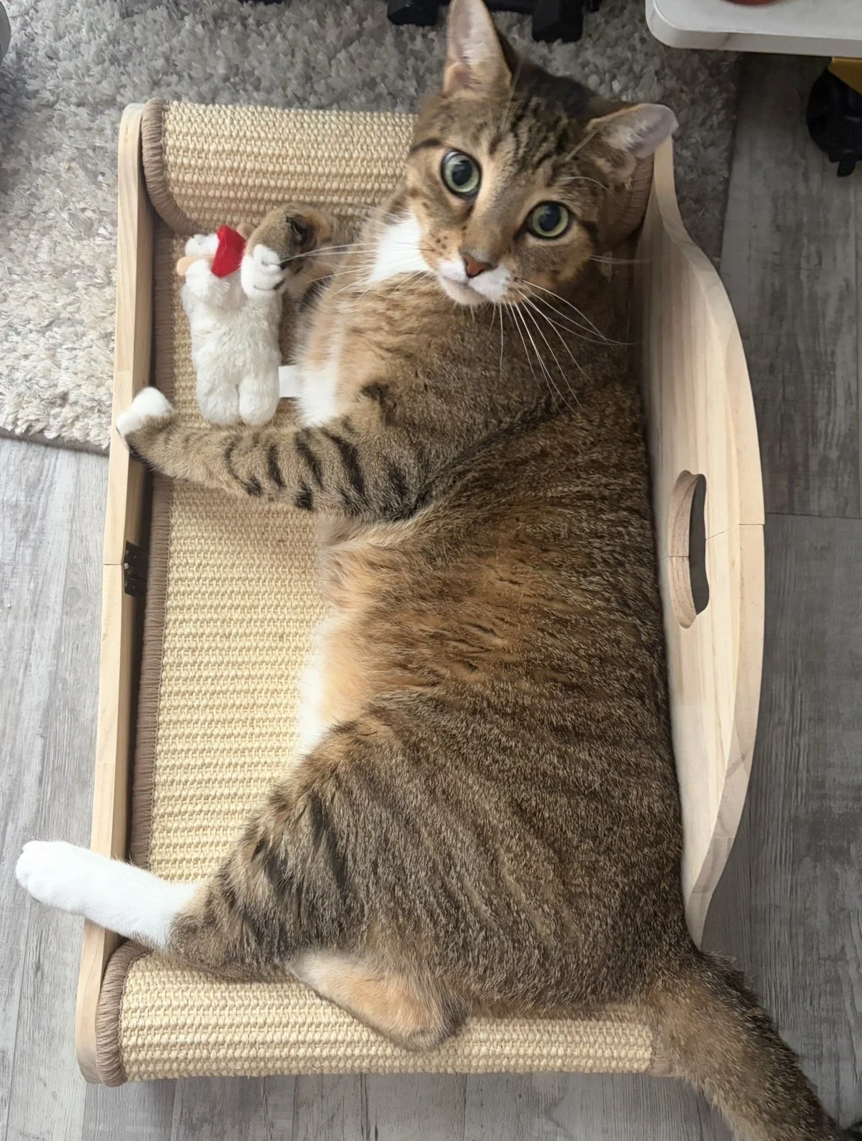 A large tabby cat laying in a wooden cat bed, looking up at the camera with green eyes, with a small stuffed animal tucked into its side.