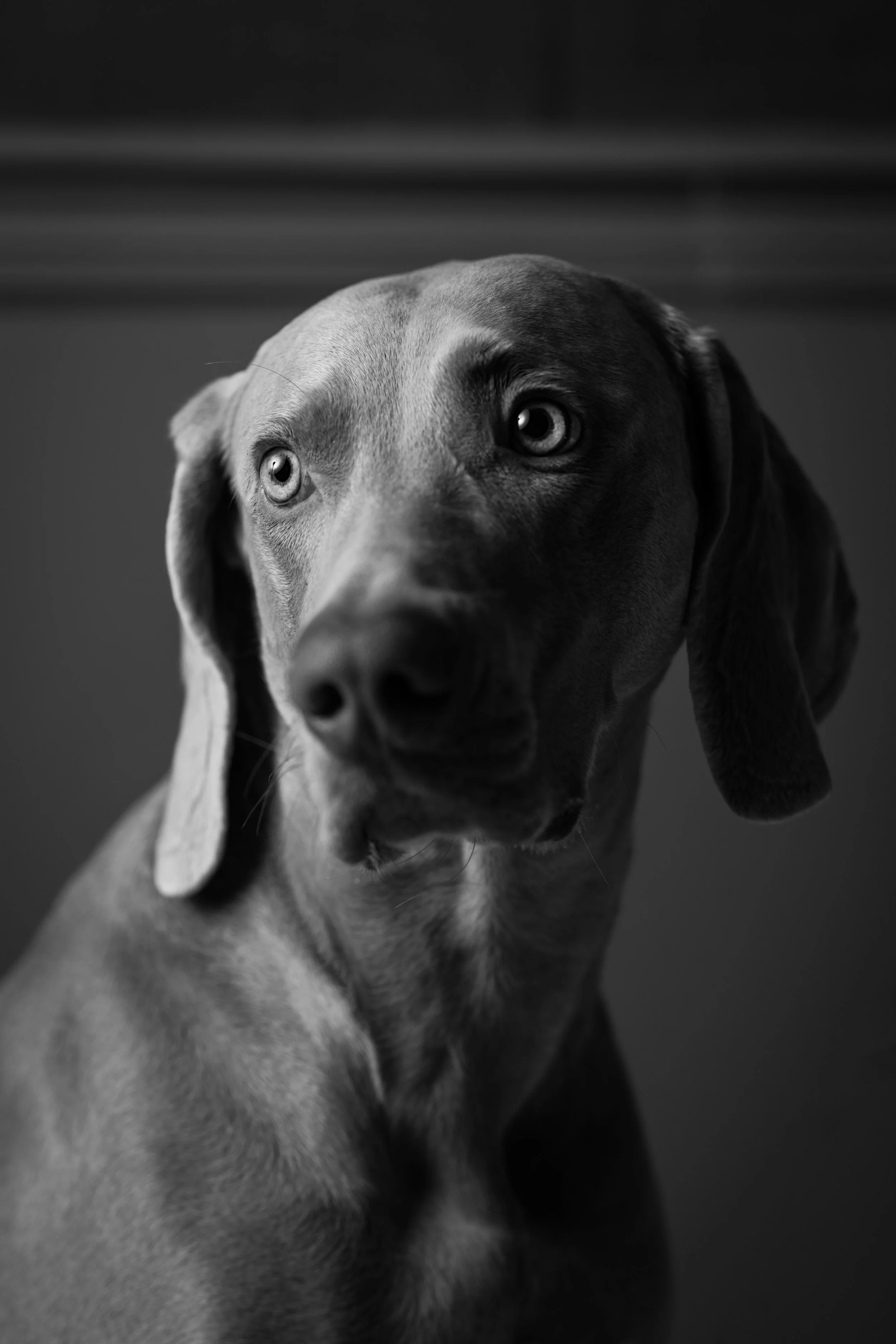 Henk hond 2.jpg
