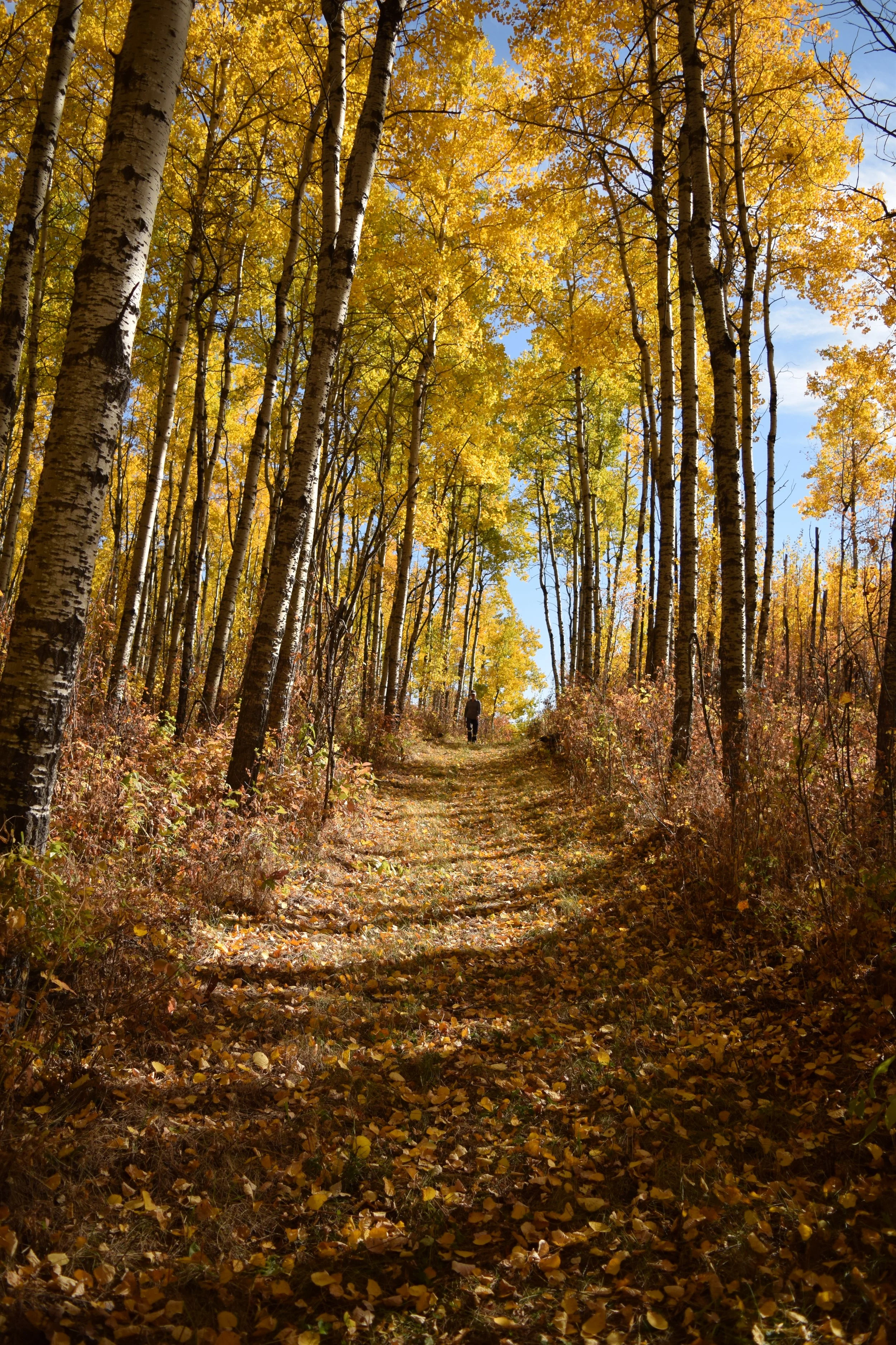 A wooded trail during autumn with yellow and orange leaves on the trees and ground, and a person walking in the distance under a partly cloudy sky.