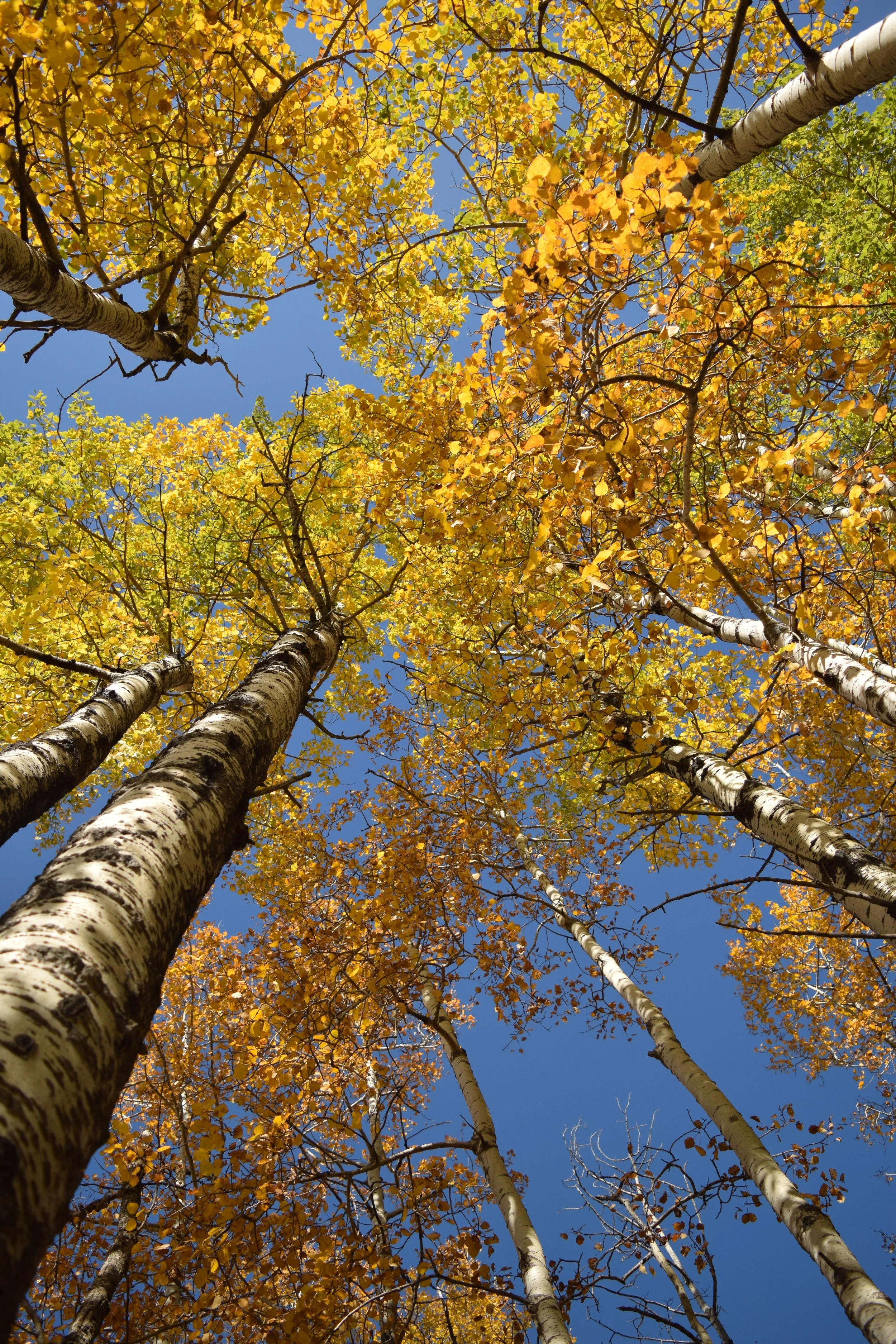 Looking up at tall aspen trees with yellow-orange leaves against a clear blue sky.