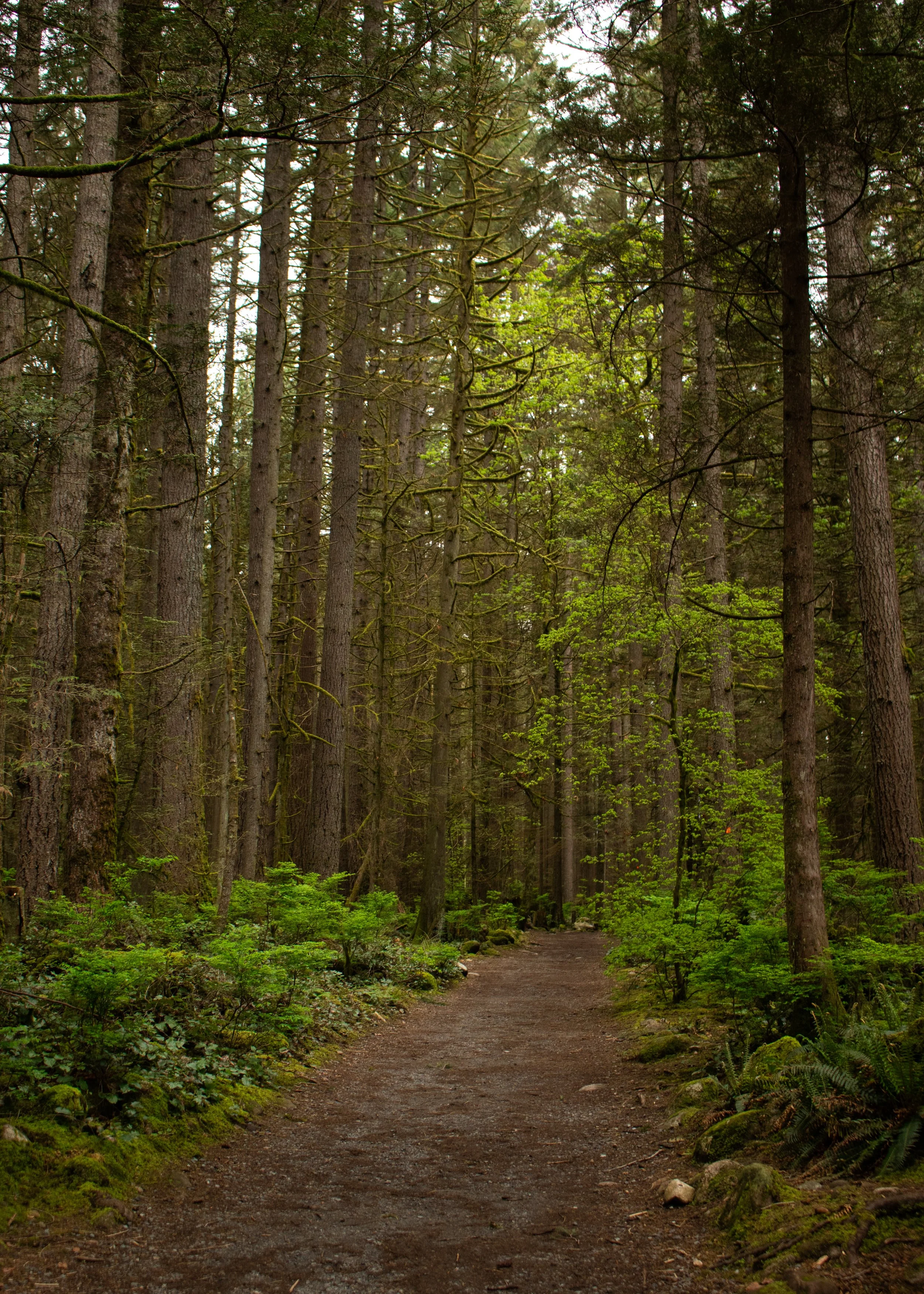 Footpath through a dense forest with tall trees and green undergrowth.