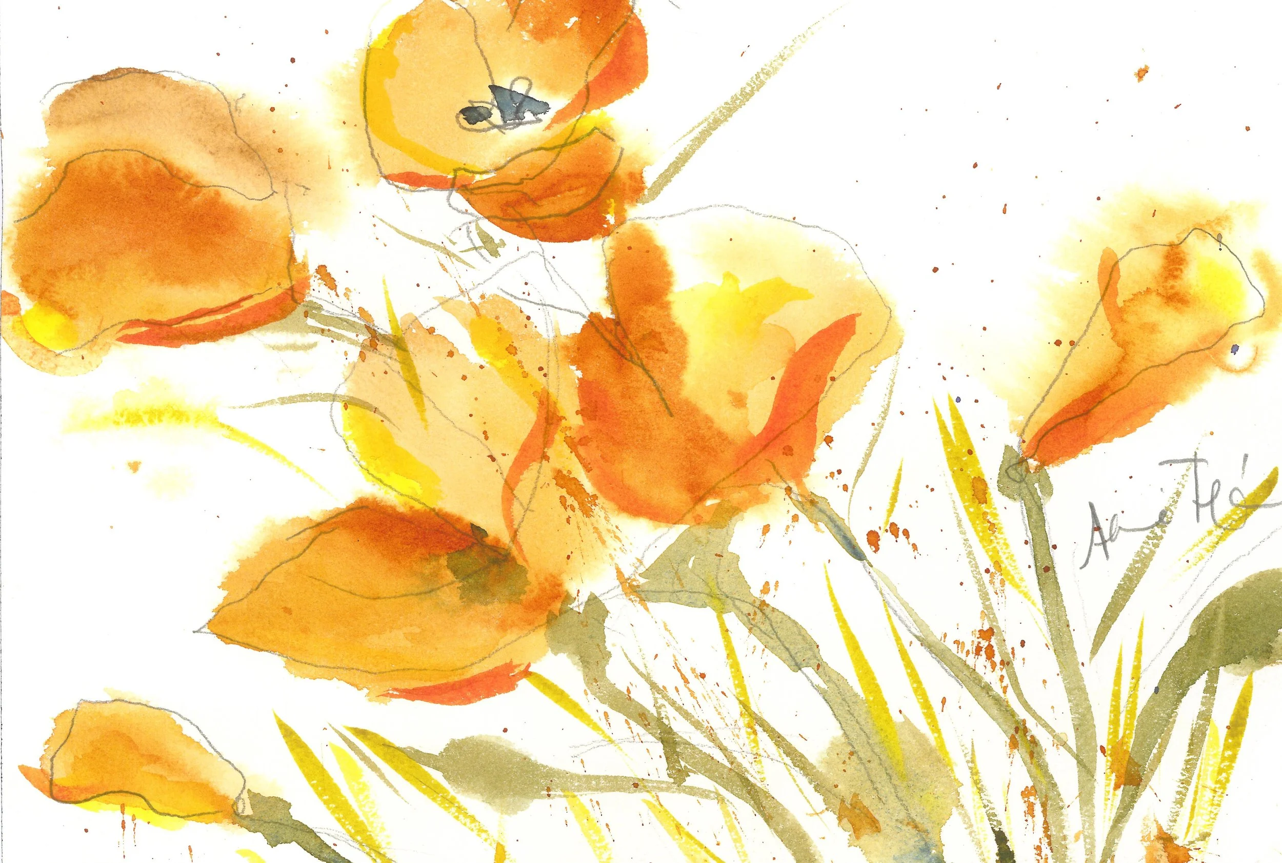 Orange poppies.jpeg
