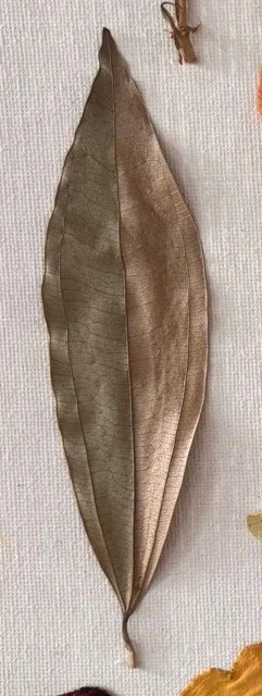leaf Medium.jpeg