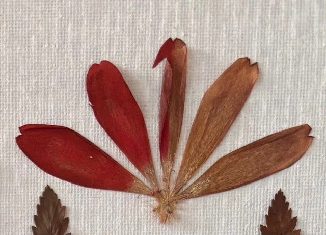 An image of five petals from a red blanket flower, illustrating color enhancement on the left and natural aged and faded petal color on the right
