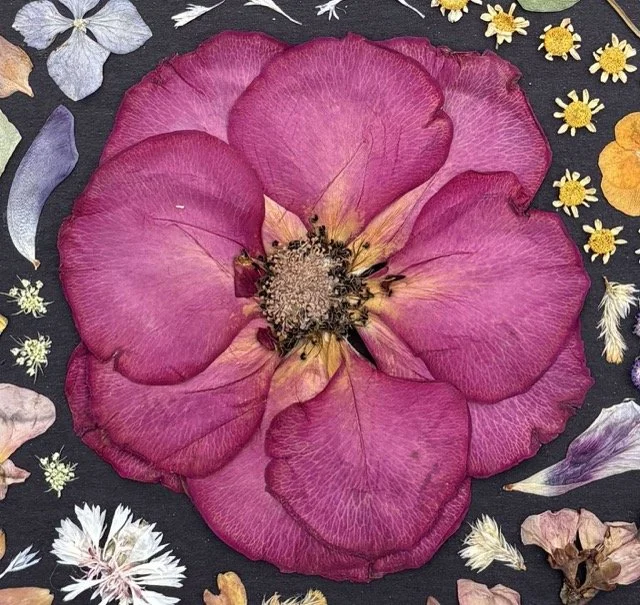 A bright magenta rose forms the focal point of a pressed flower arrangement on a black background, with smaller white, pink, blue, and yellow flowers filling in the space around the rose.