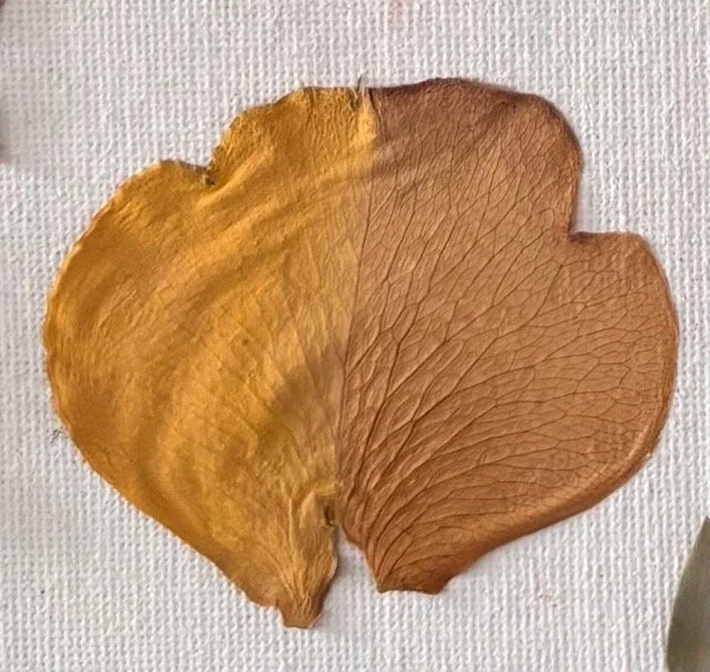 rose-petal-yellow Medium.jpeg