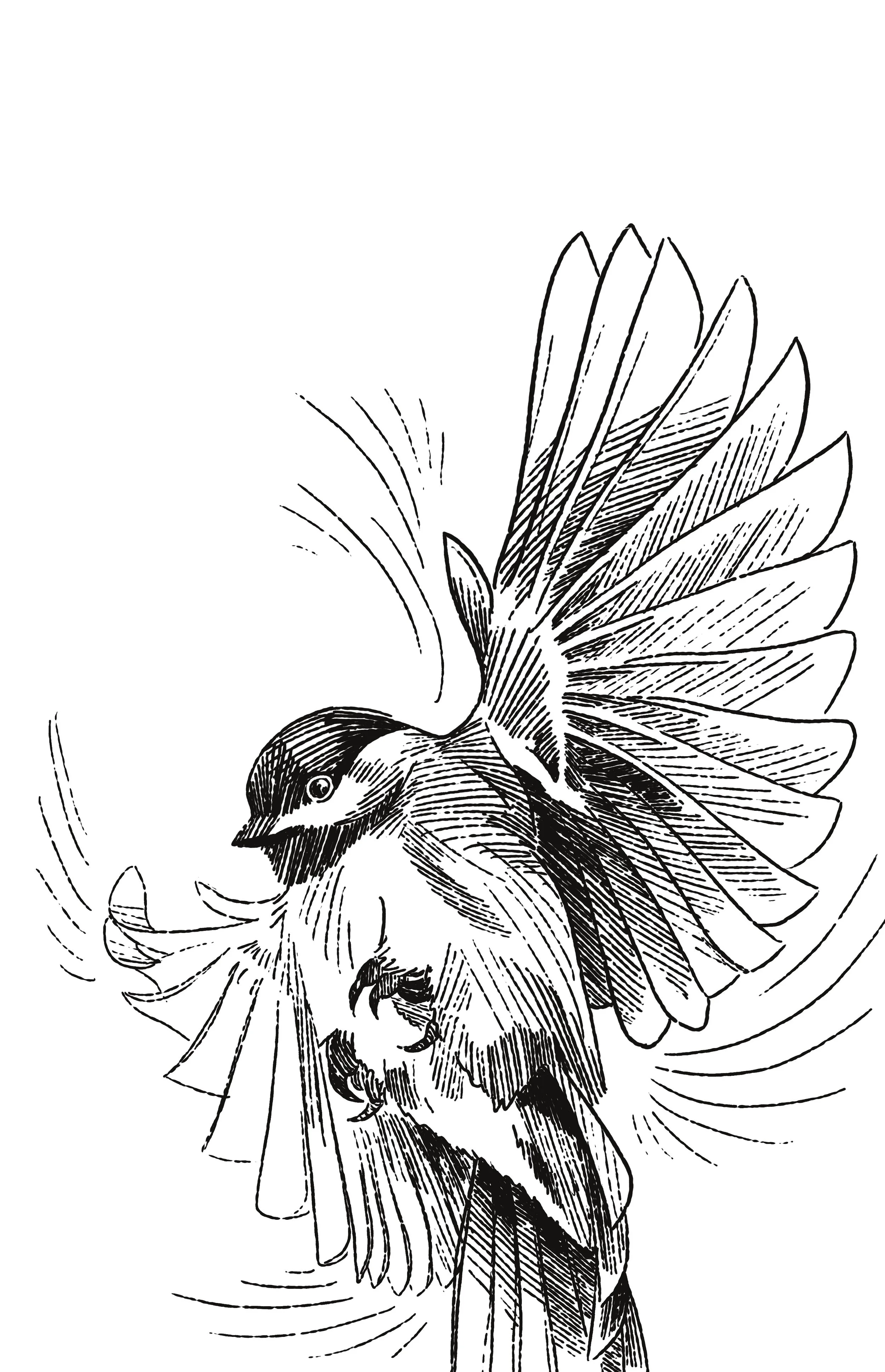 09 chickadee.jpg