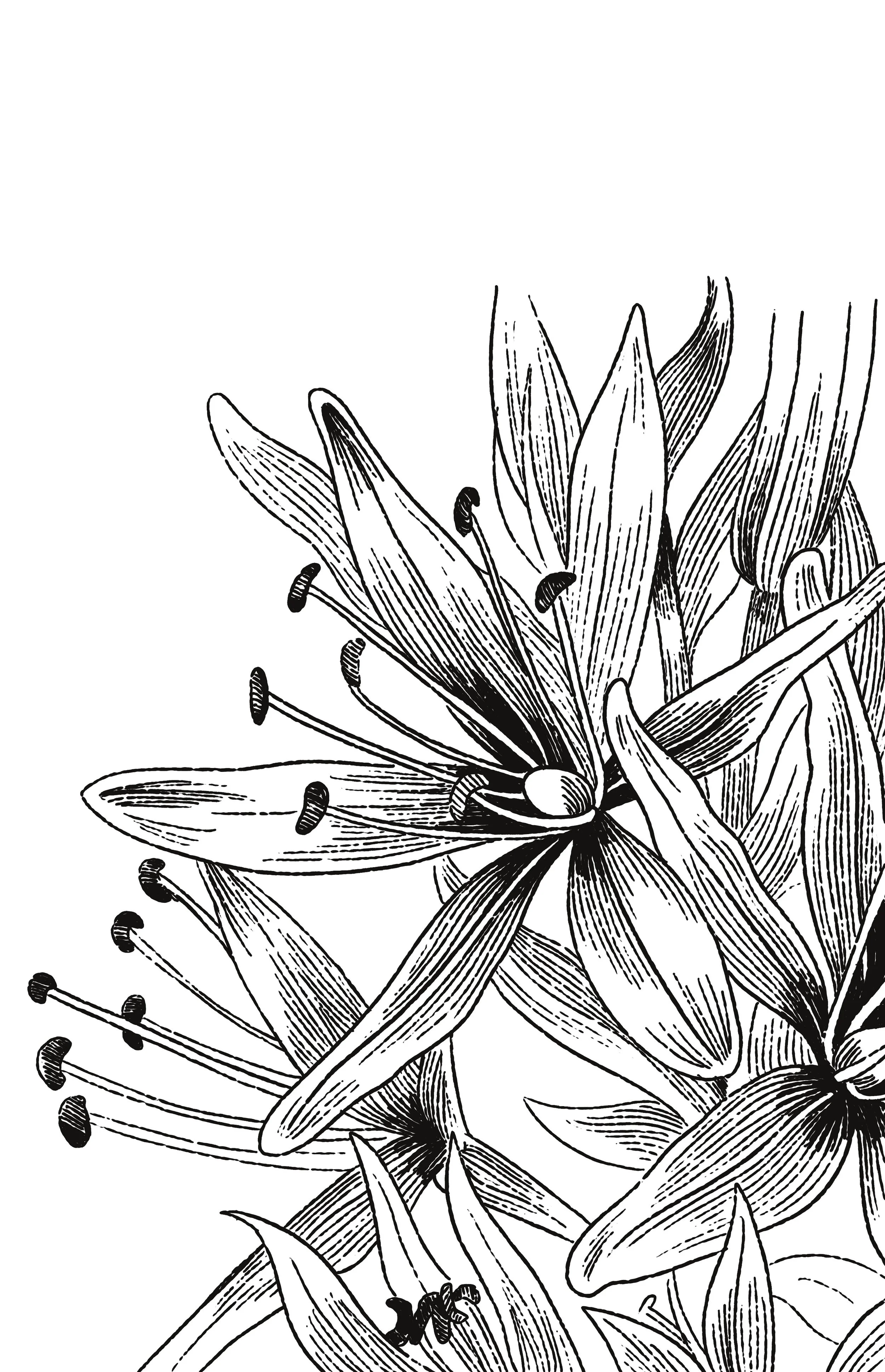 12 Camas-Updated.jpg