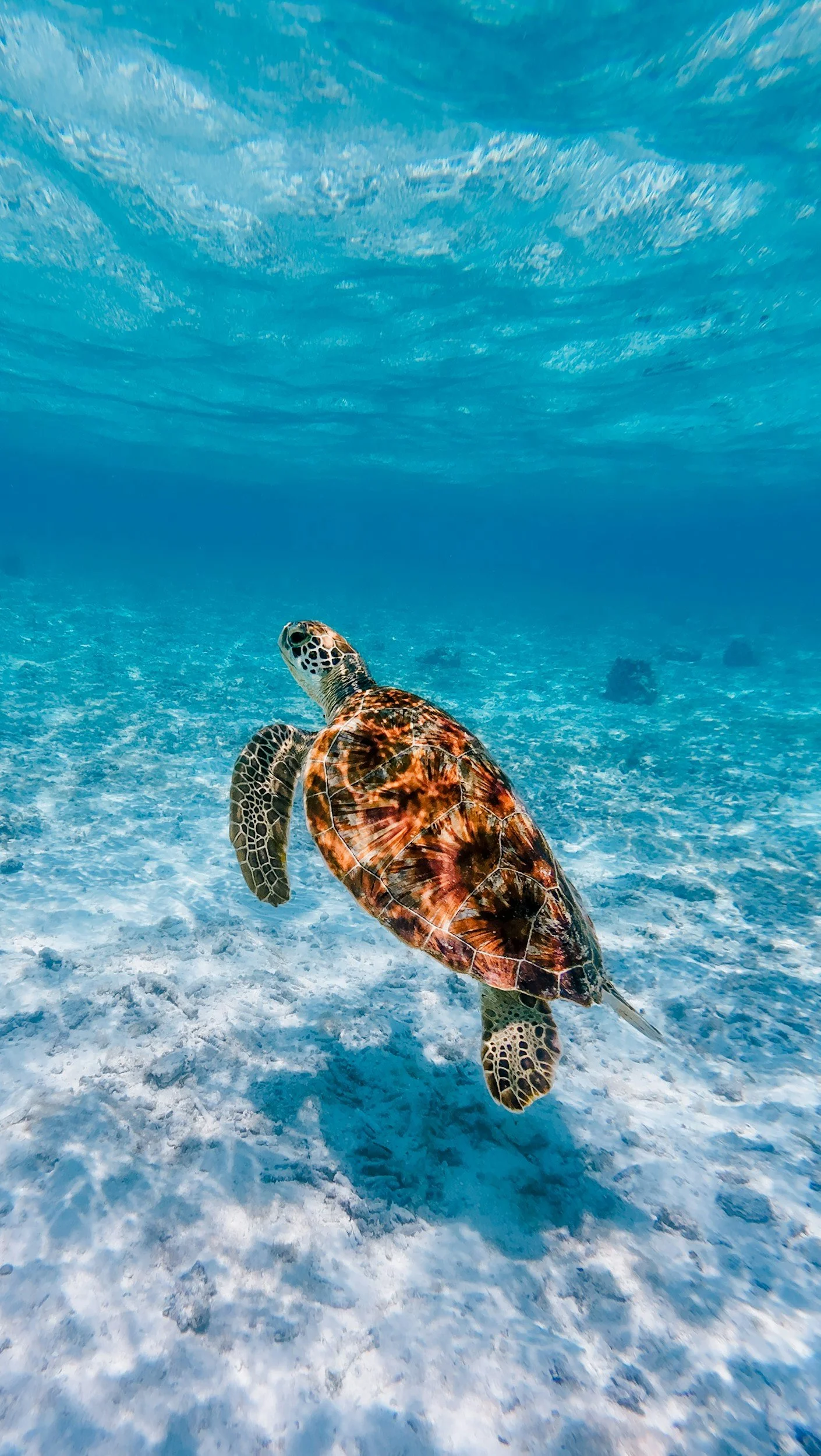 Una tartaruga marina nuota sott'acqua in un ambiente marino limpido e sereno