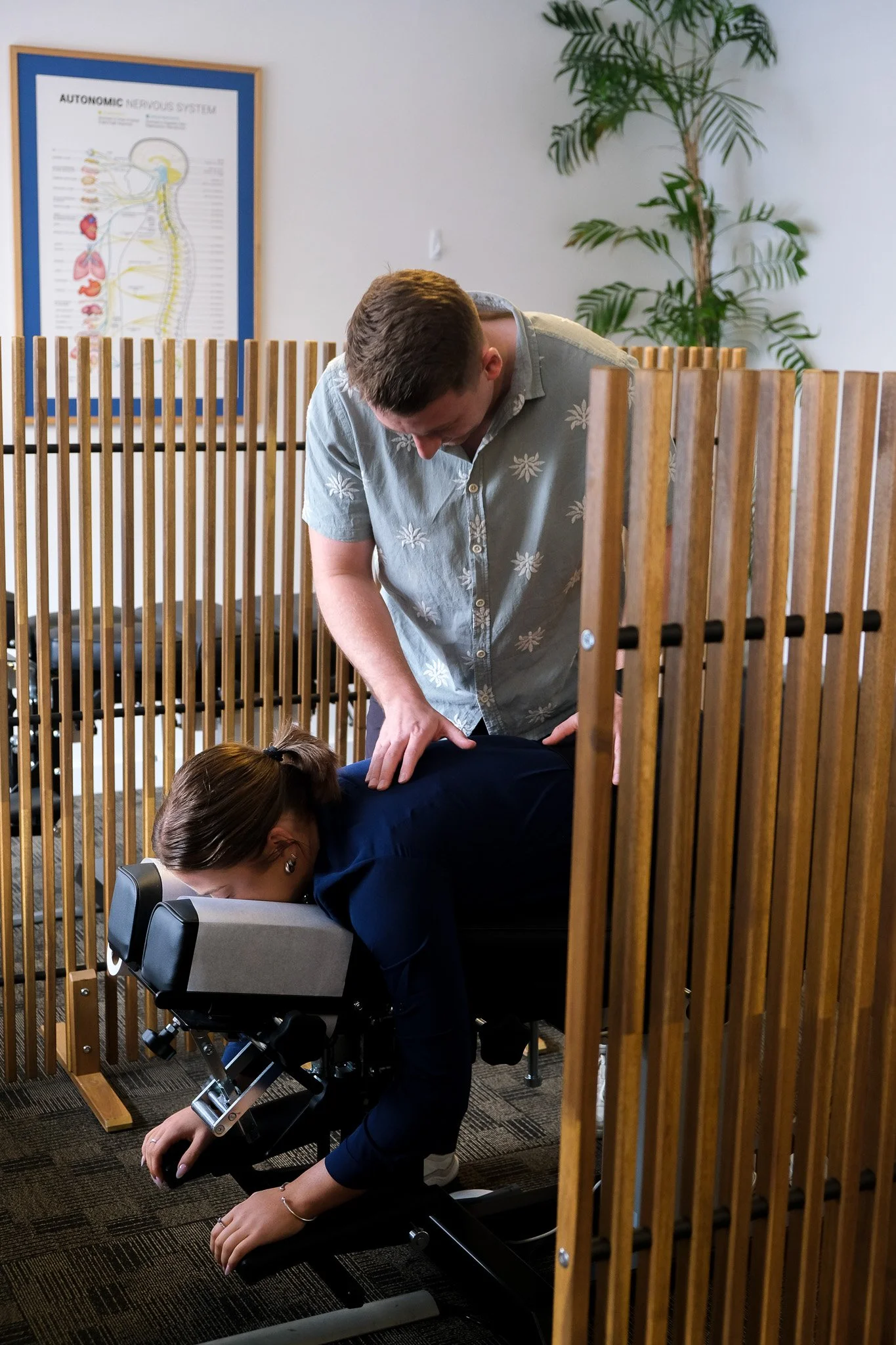 A person in a blue shirt is receiving a chiropractic adjustment while lying face down on an adjusting table, with another person in a gray shirt standing beside them. They are in a room separated by a wooden room divider, with a poster of the autonomic nervous system and a tall green plant in the background.
