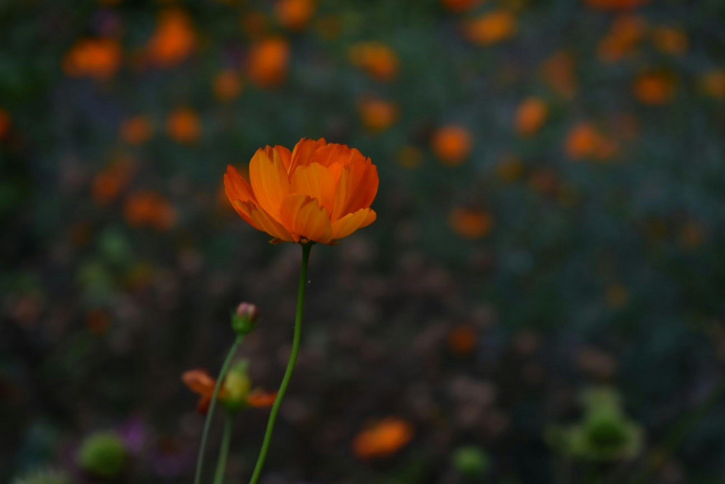 A close-up of an orange flower with multiple petals and a green stem, with a background of blurred orange flowers and green foliage.