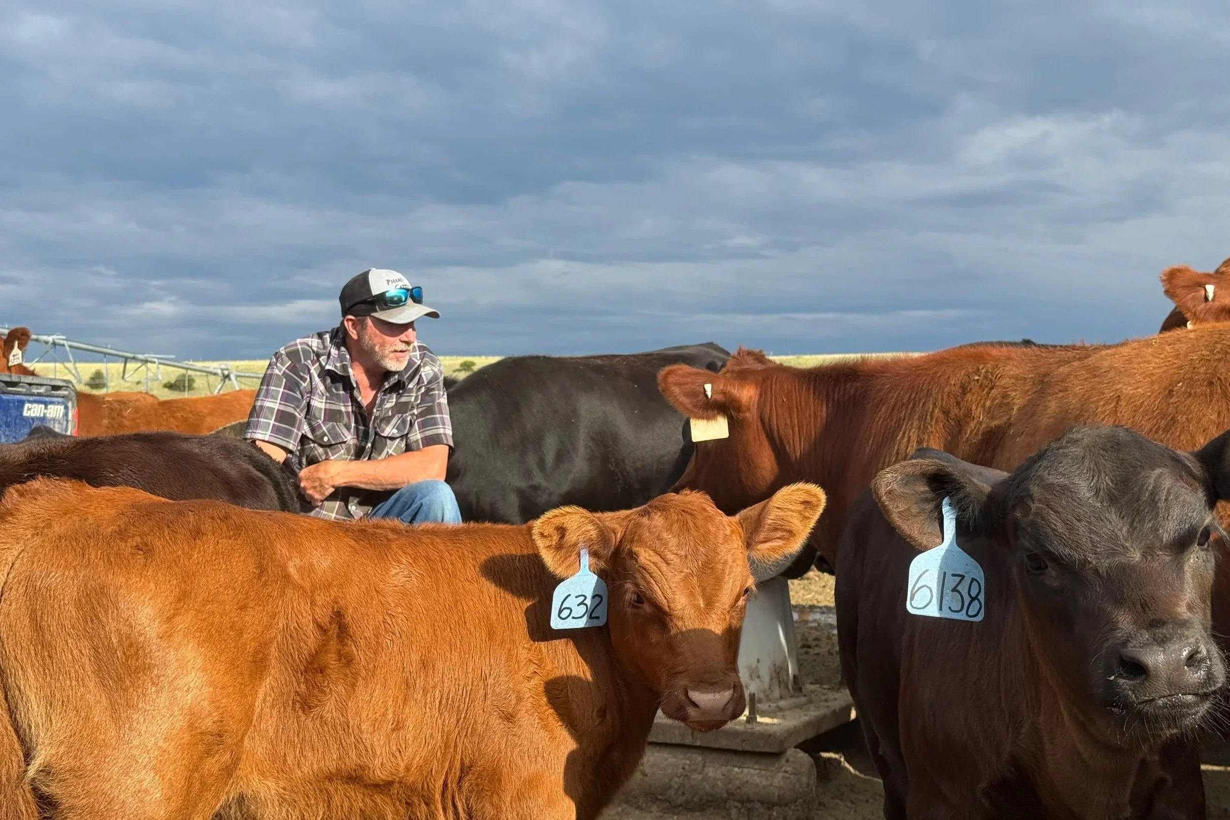 Consulting | Improve Your Herd Today — McDaniel Ranch & Cattle
