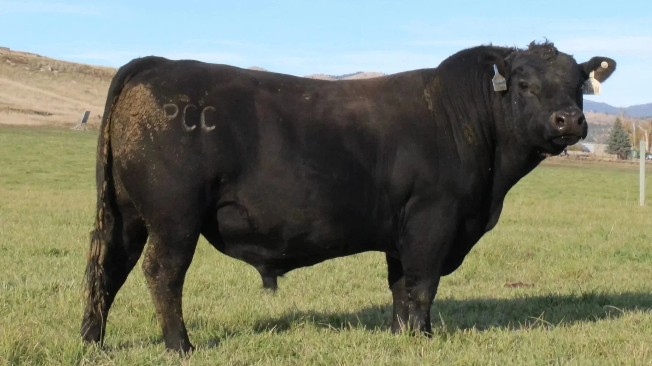 PCC Bull Sale | November 2026 — McDaniel Ranch & Cattle