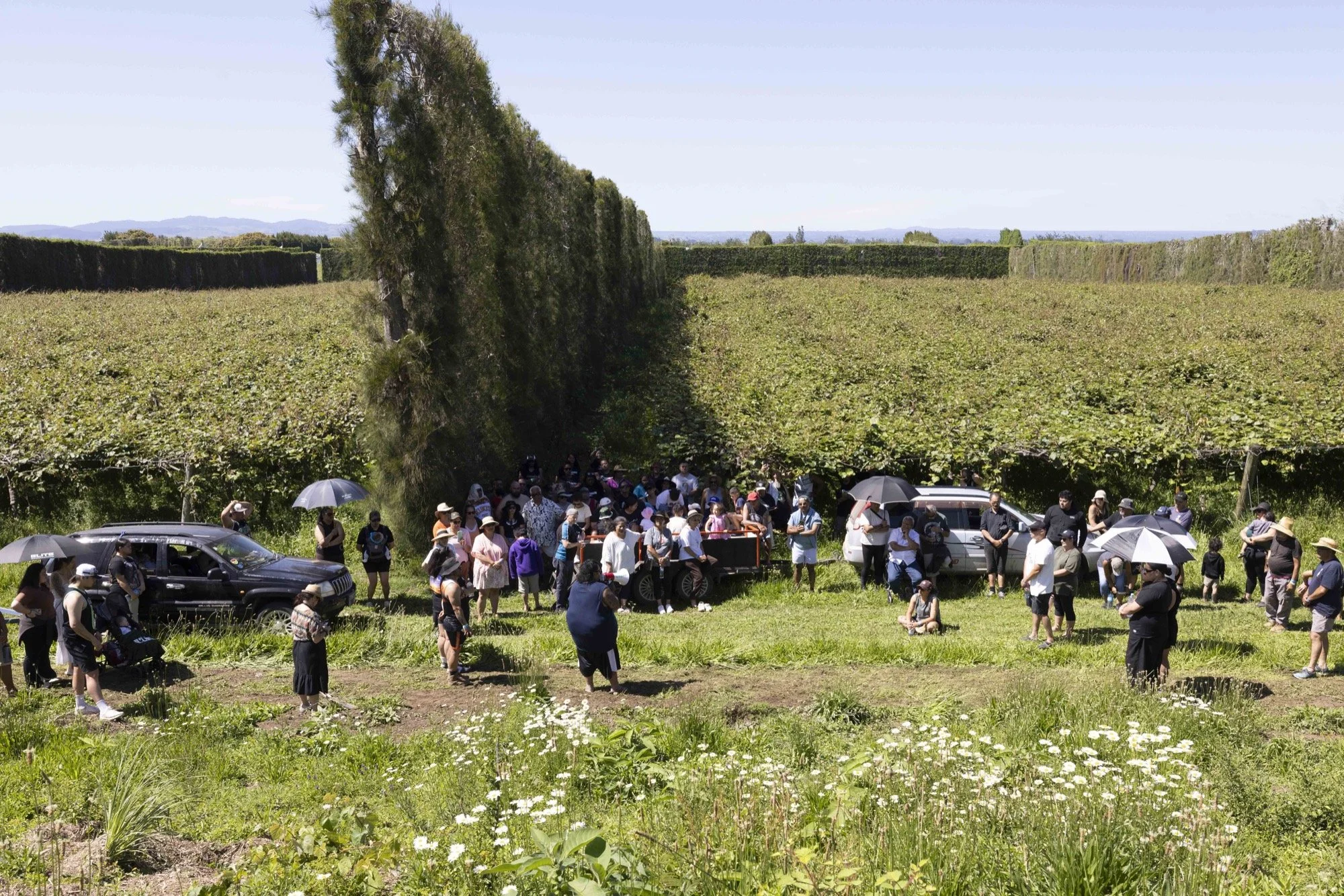 Crowd gathered beside a tall hedge maze and vehicles in a sunny rural landscape