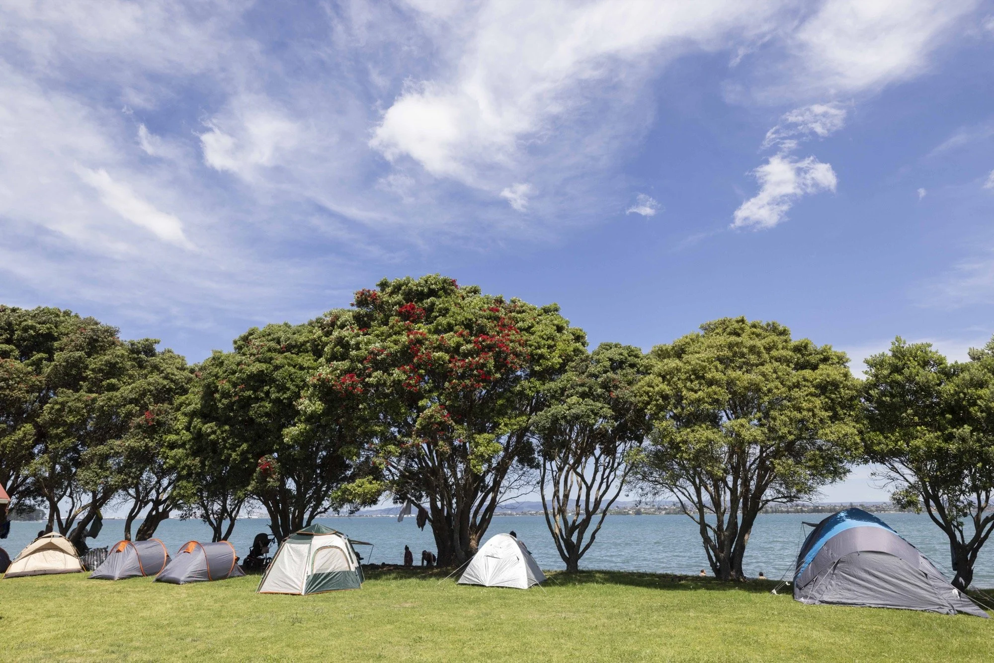 Tents on a grassy waterfront campsite beneath flowering trees and a blue sky