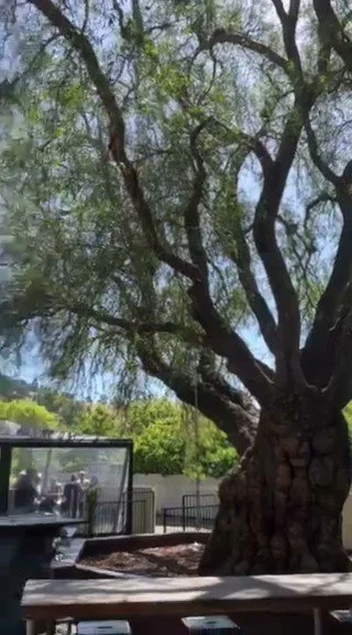 Large mature tree with twisting branches beside an outdoor seating area and glass enclosure