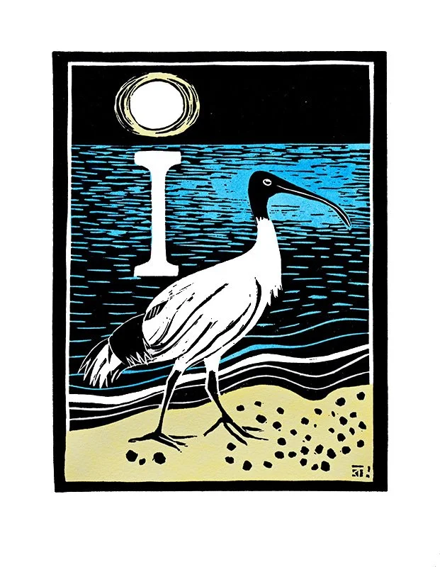 I is for Ibis