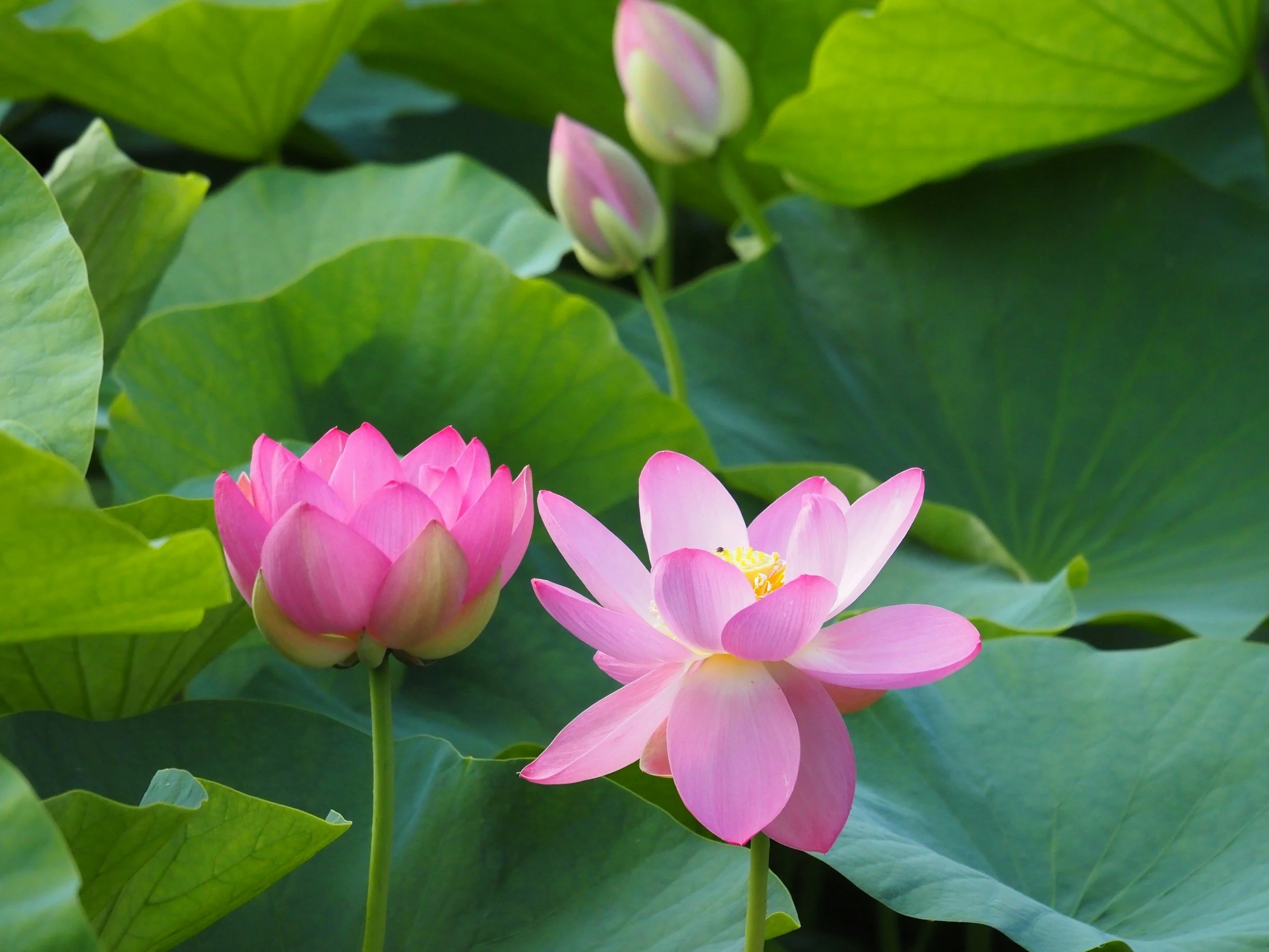 Pink lotus flower with large green leaves in the background.