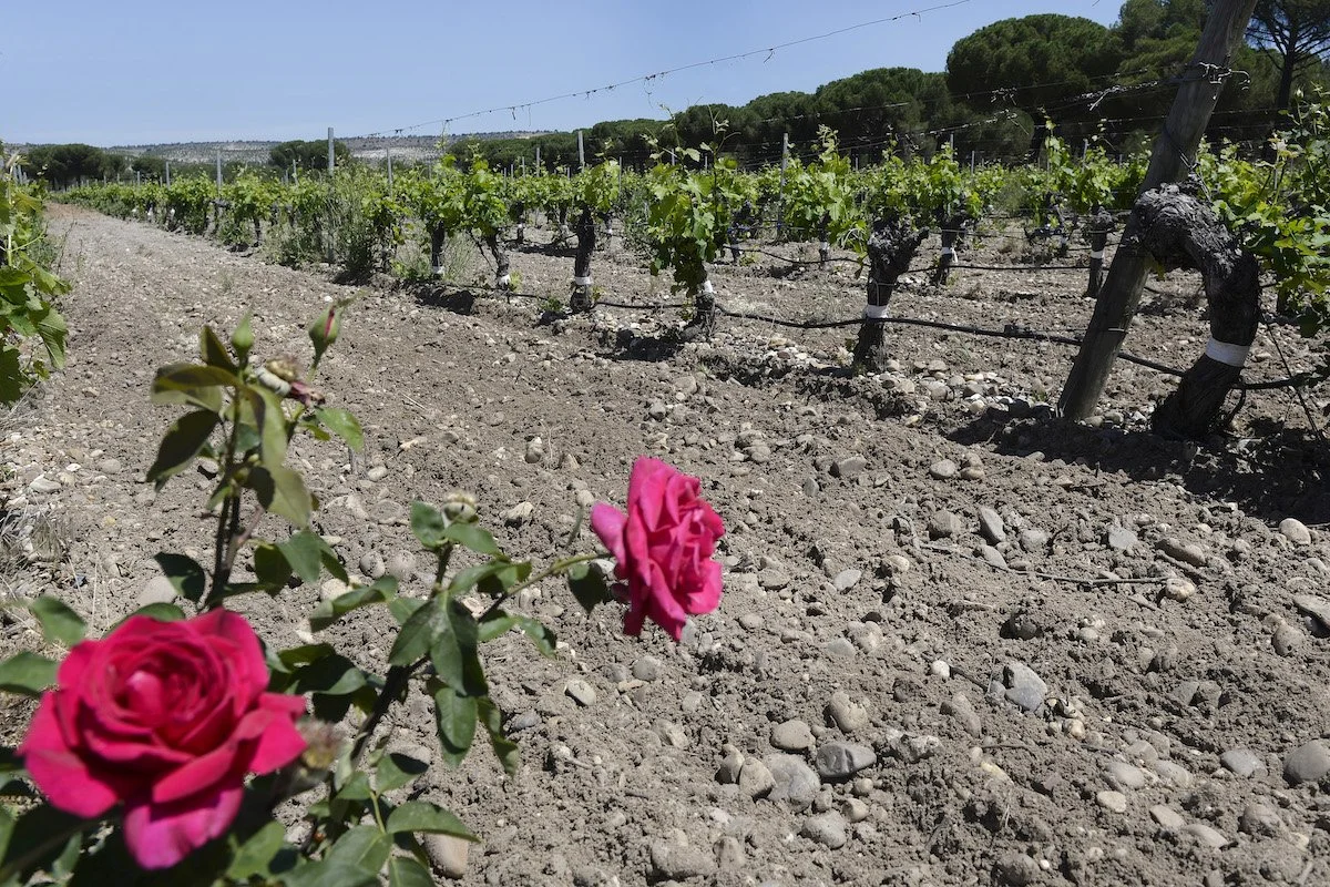 Abadía Retuerta _Vineyards.jpg