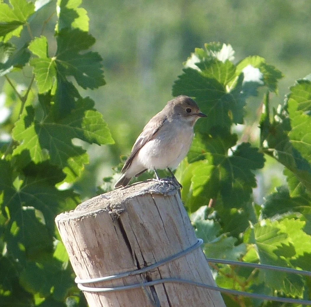 Abadía Retuerta _ Pied flycatcher.jpg