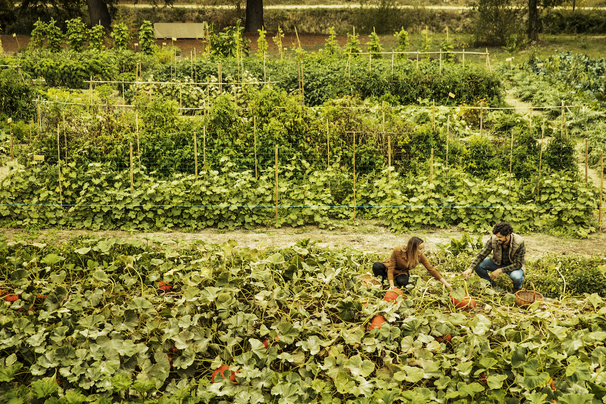 Abadía Retuerta LeDomaine Organic garden 1.1.png