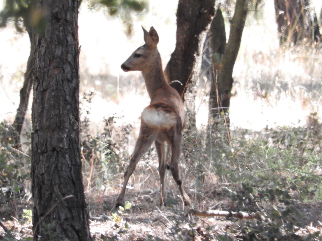 Abadía Retuerta Deer _ II.JPG