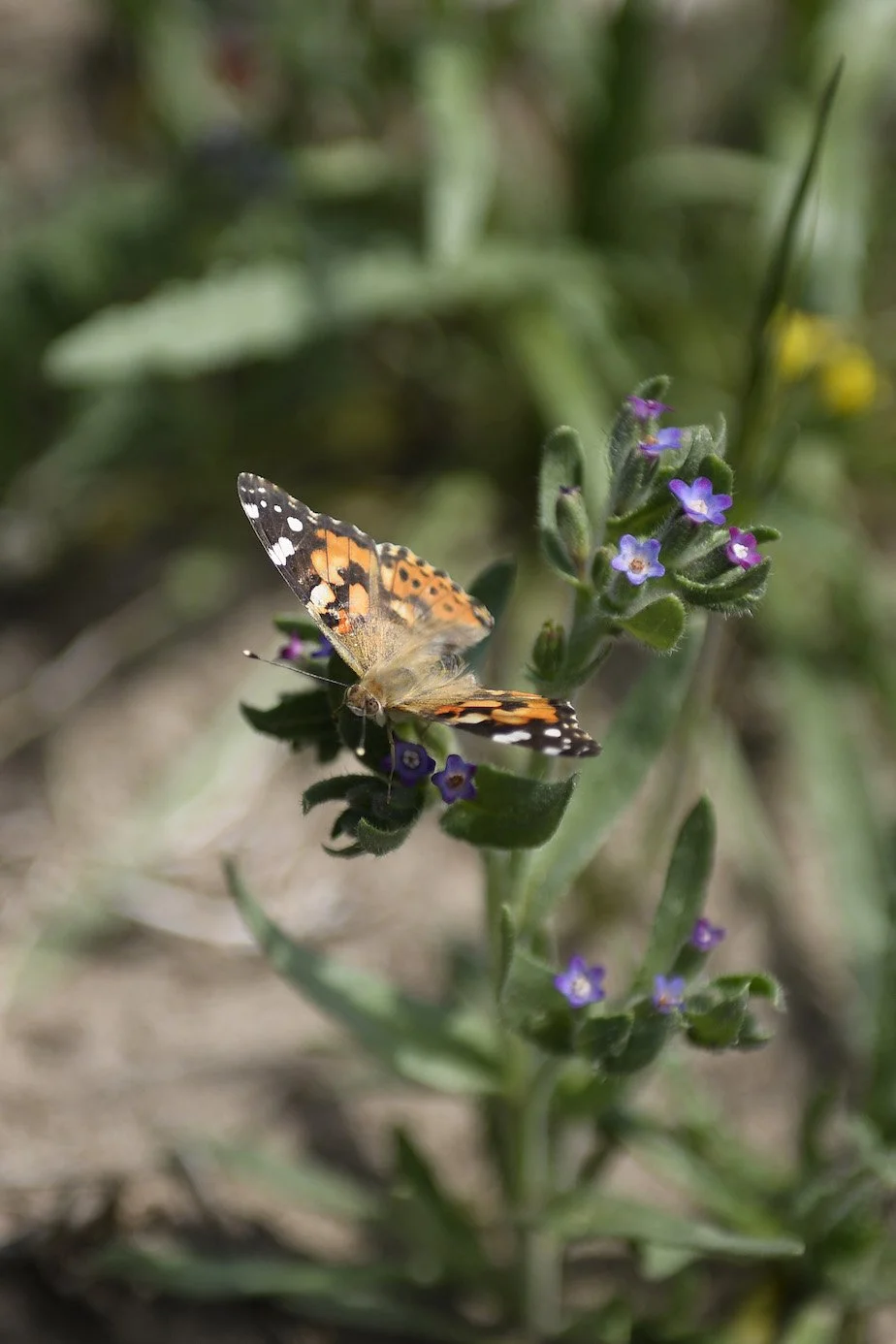 Abadía Retuerta _ Biodiversity.jpg