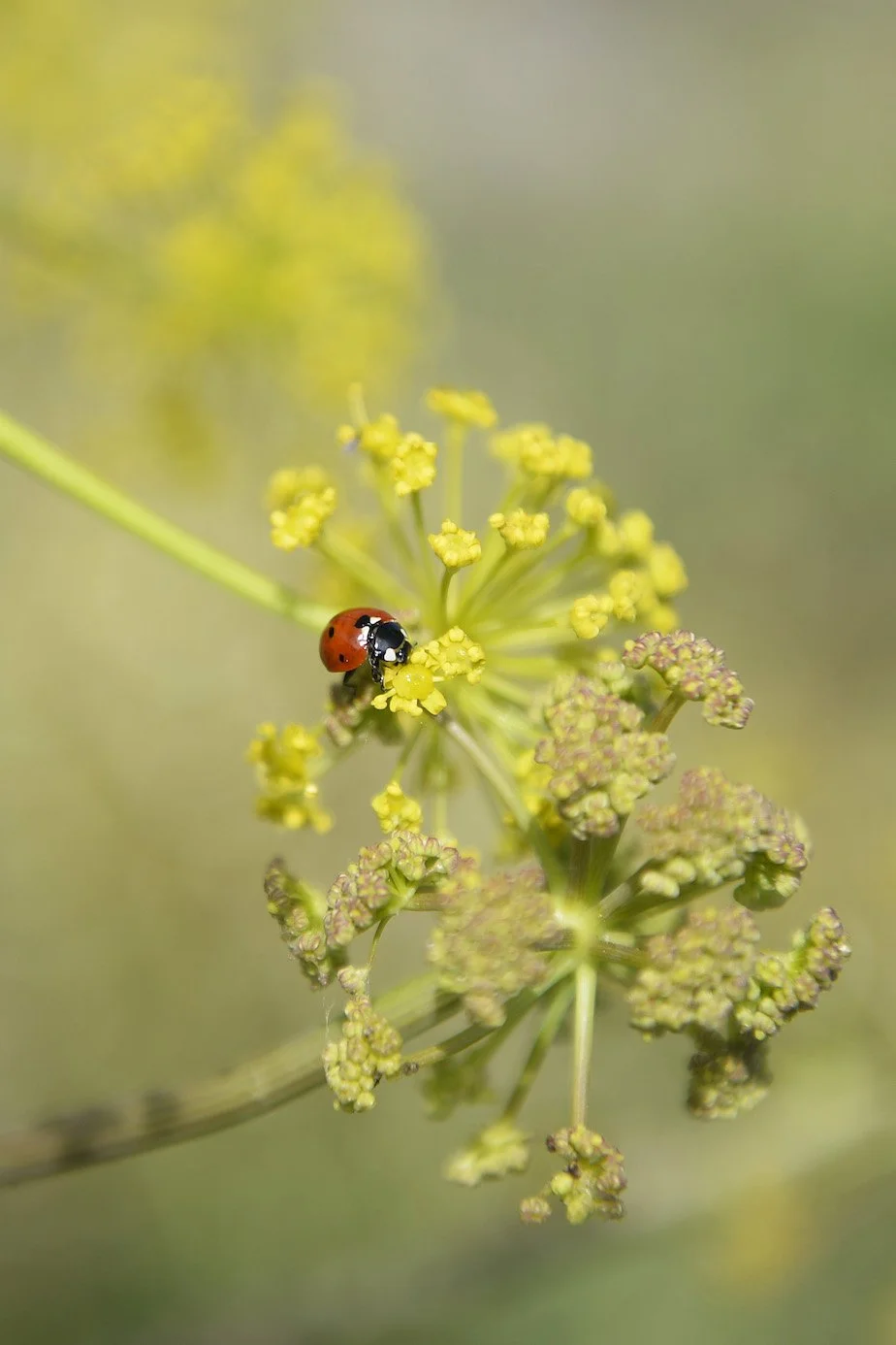 Abadía Retuerta _ Biodiversity II.jpg