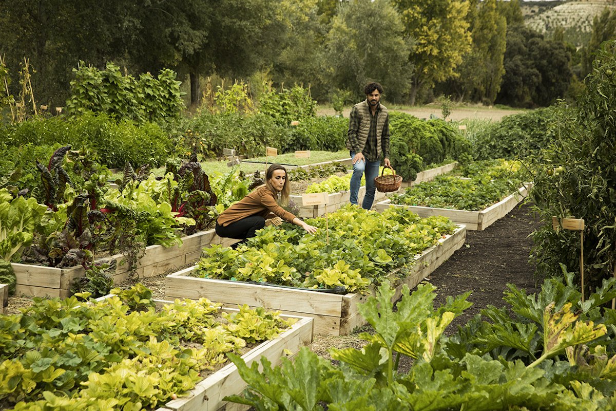 The Monks' Vegatable Garden.jpg