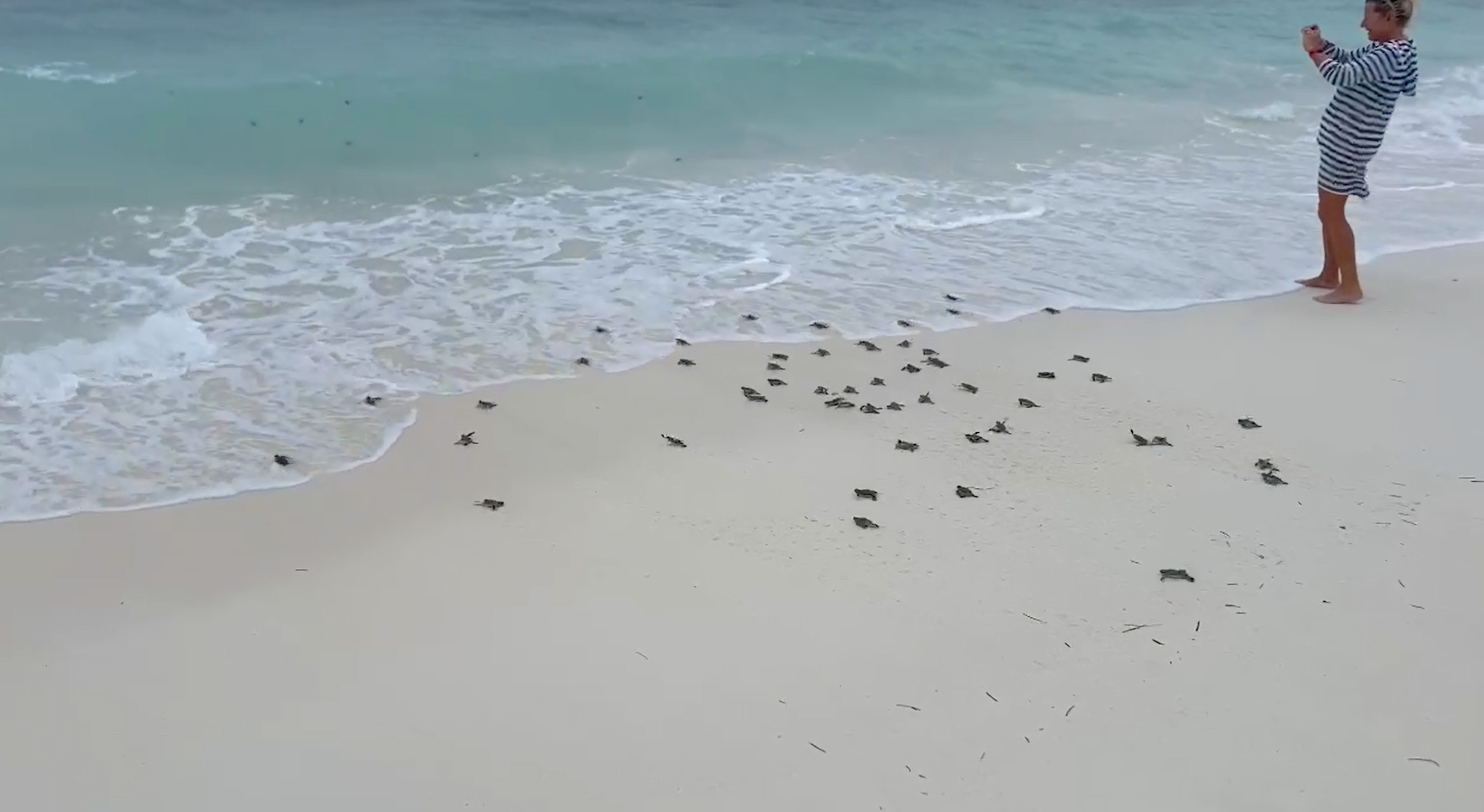 Turtle Release after hatching 2.png