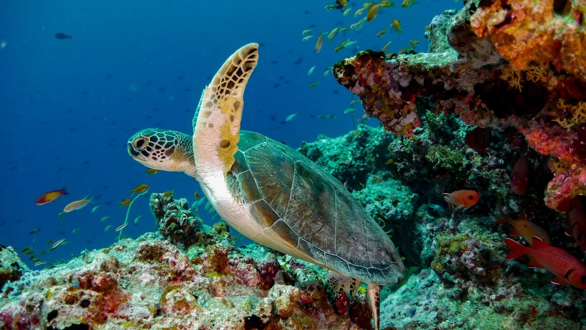 DivePhoto_19.jpg